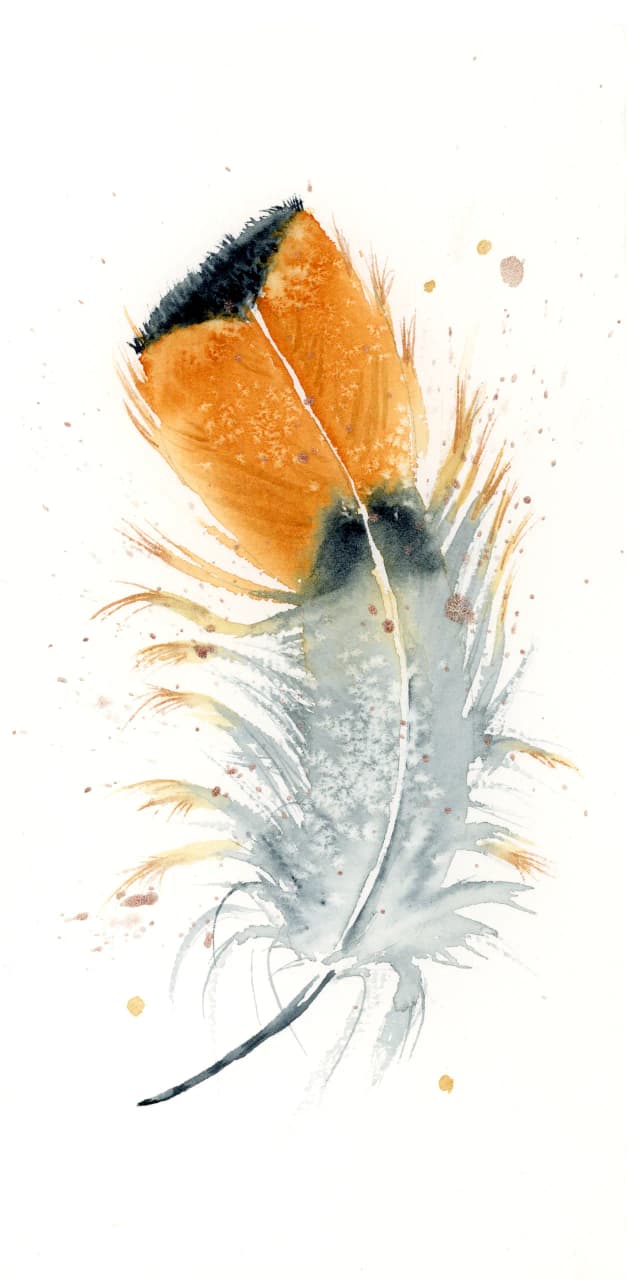 Royal Flycatcher — watercolor by Shayna Larsen