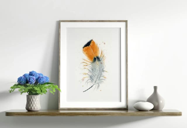 Royal Flycatcher shown in a room setting