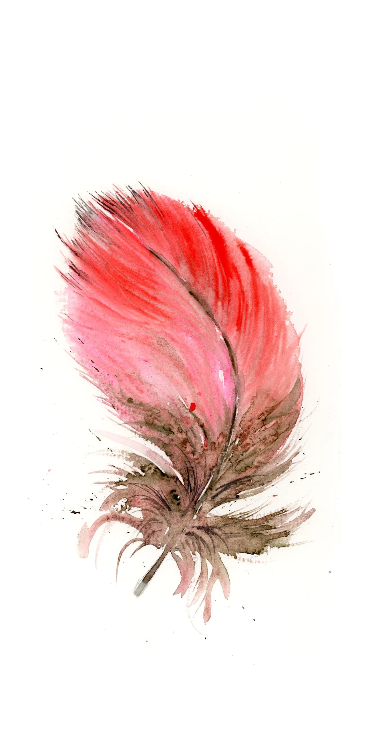 Scarlet Macaw — watercolor by Shayna Larsen