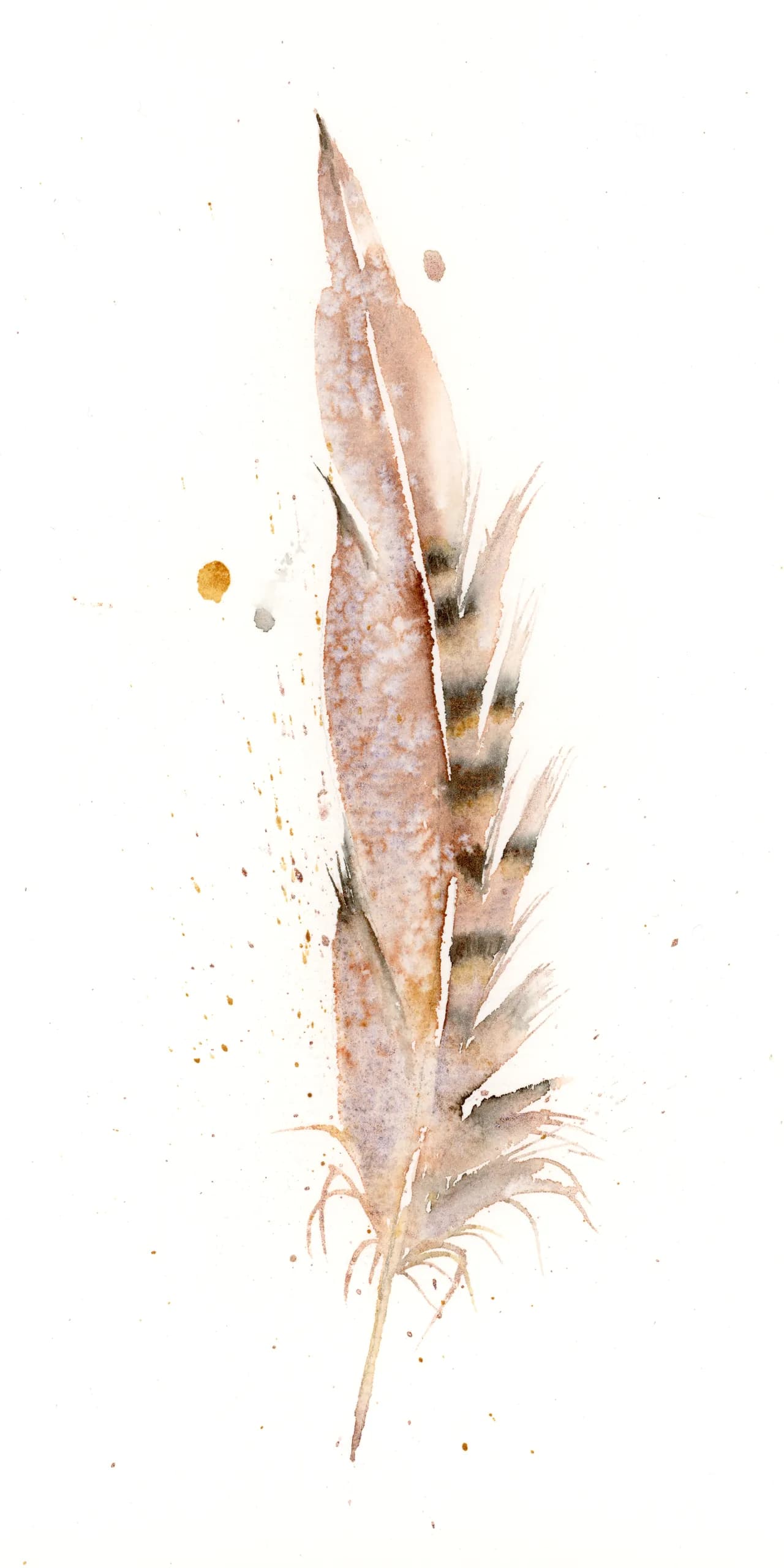 Pheasant — watercolor by Shayna Larsen