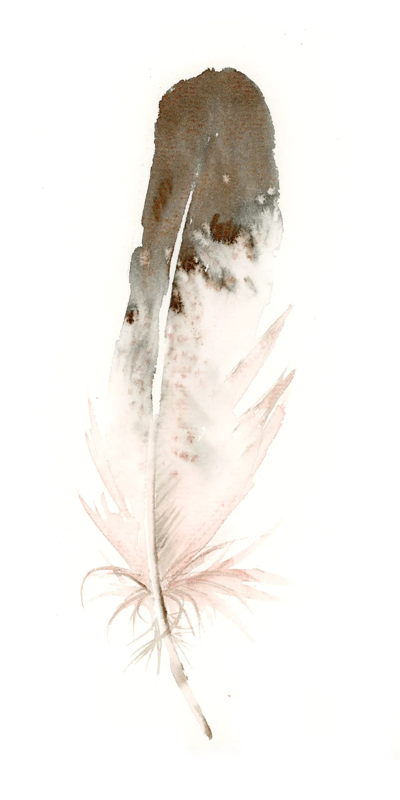 Eagle — watercolor by Shayna Larsen