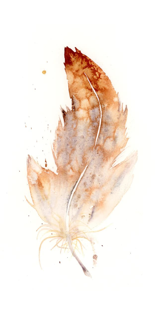 Red-tailed Hawk — watercolor by Shayna Larsen