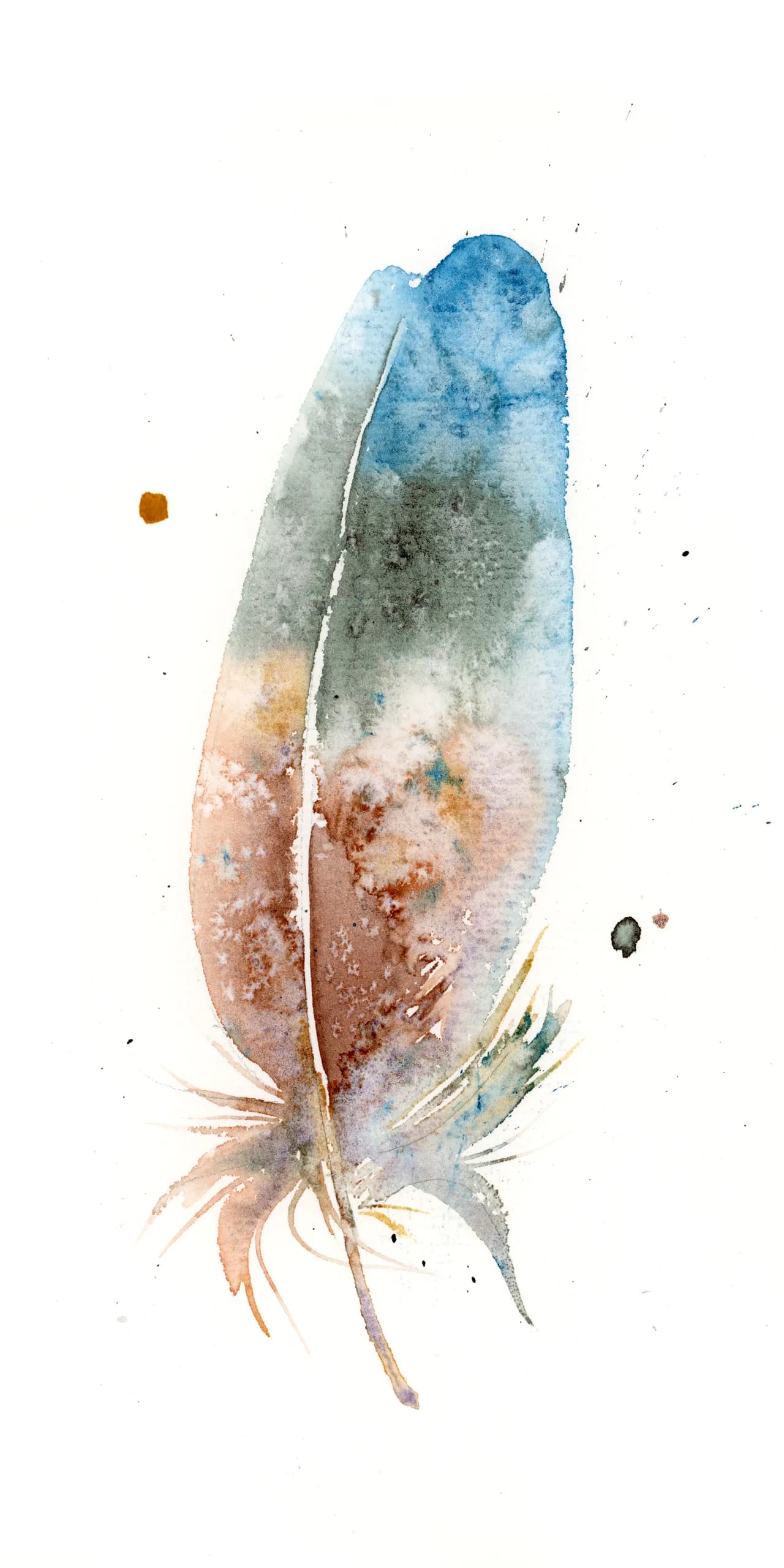 Blue Jay — watercolor by Shayna Larsen