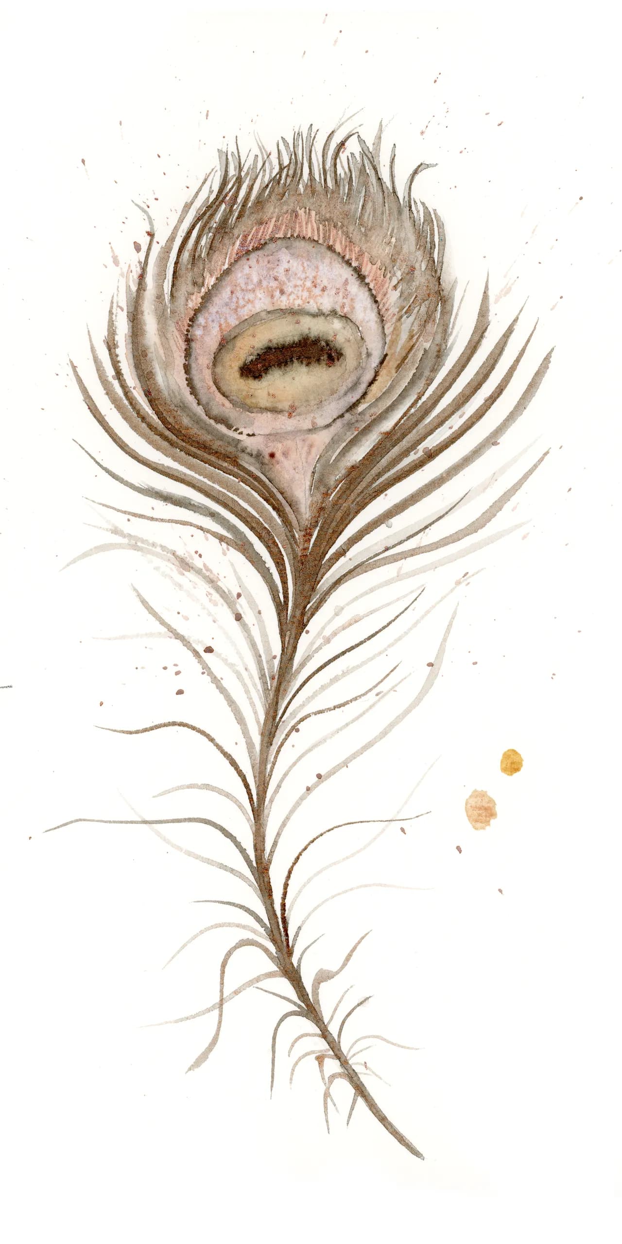 Peafowl — watercolor by Shayna Larsen