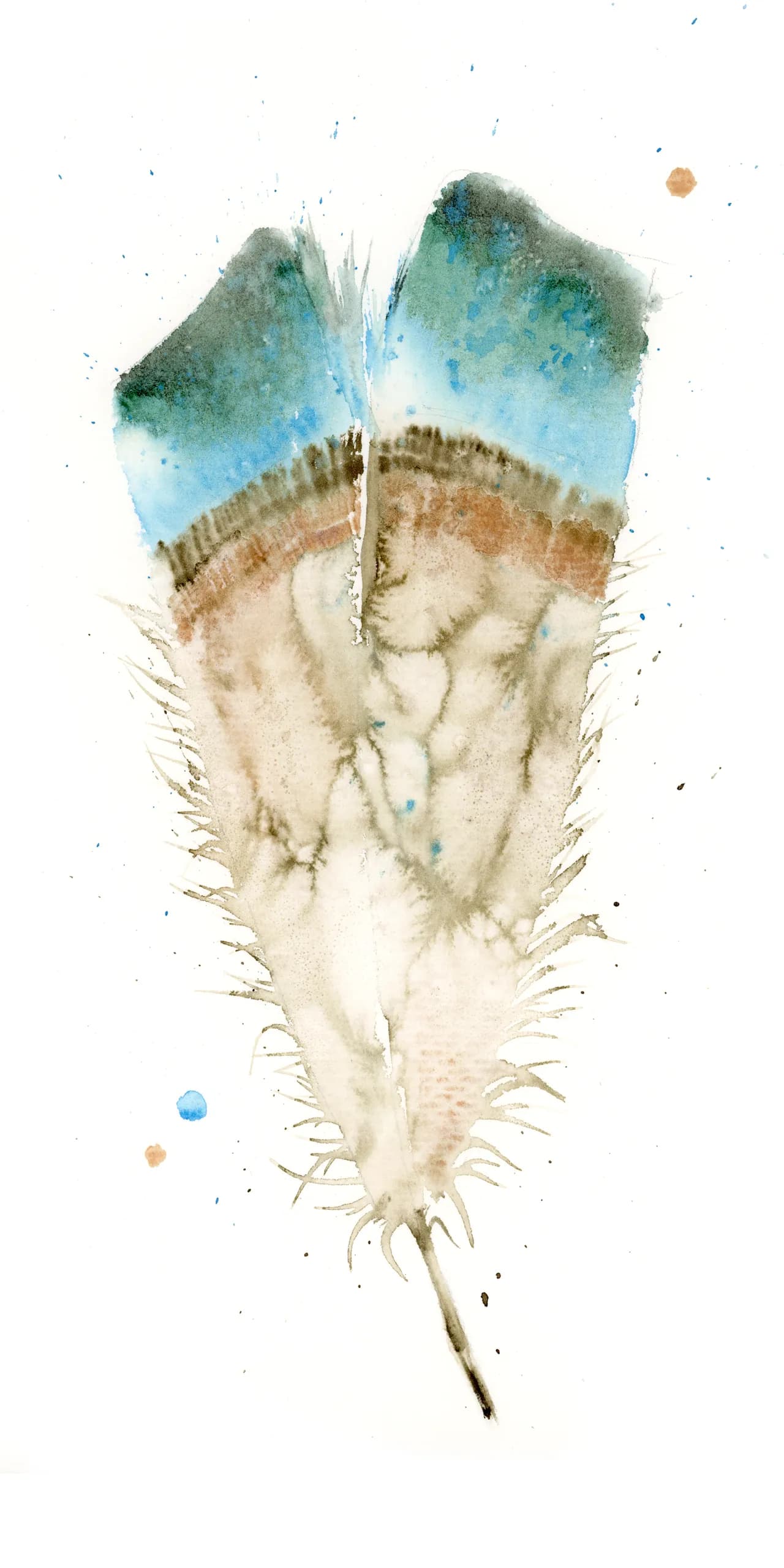Blue Jay — watercolor by Shayna Larsen