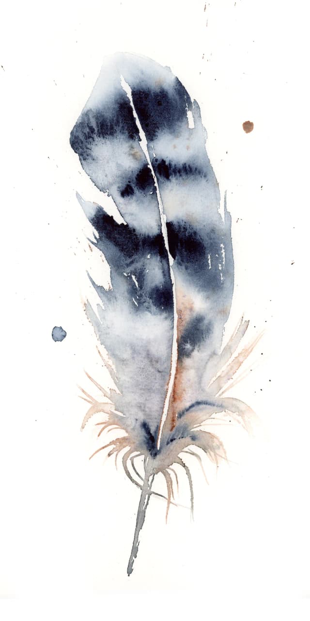 Blue Jay — watercolor by Shayna Larsen