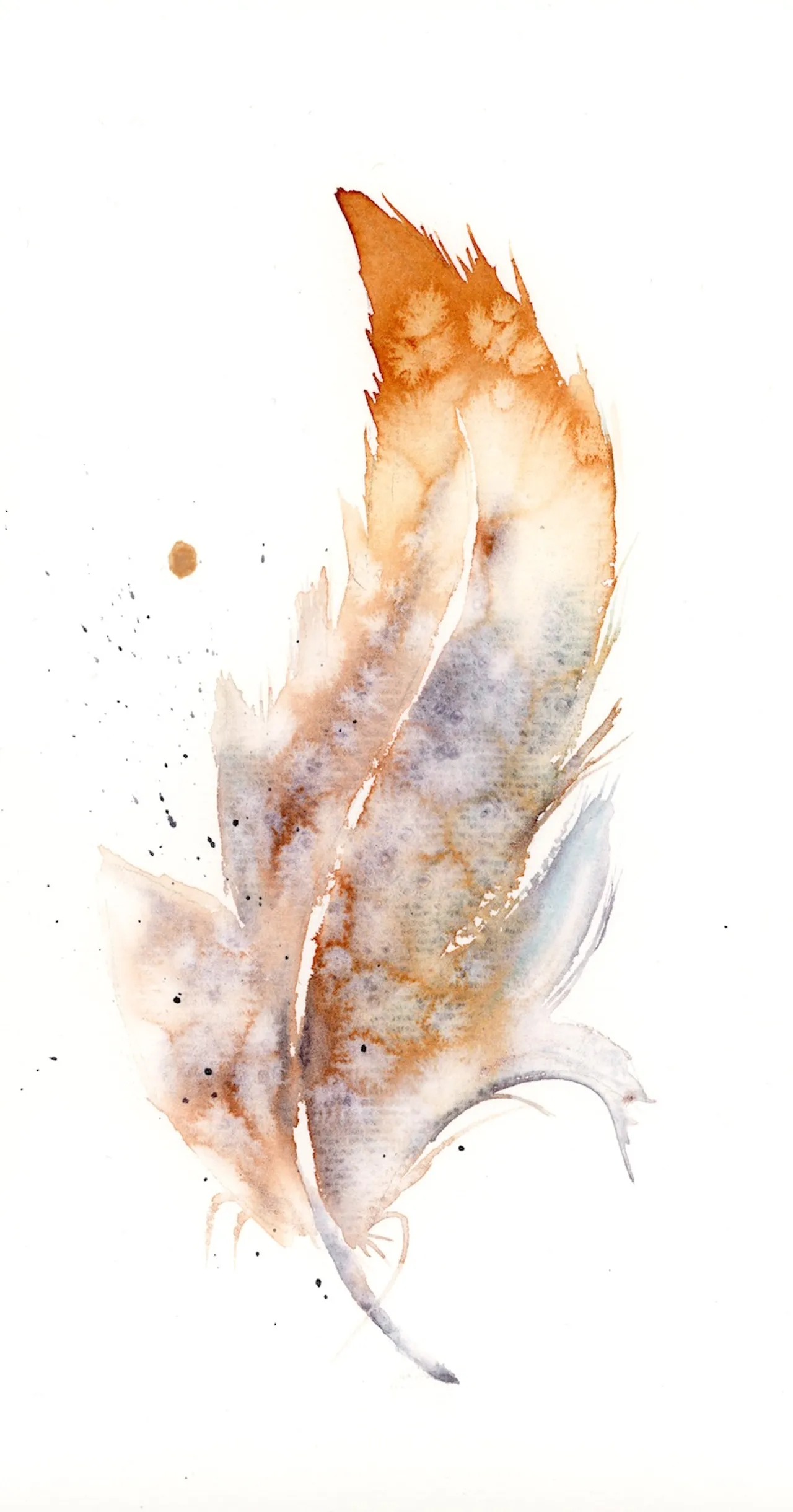 American Kestrel — watercolor by Shayna Larsen