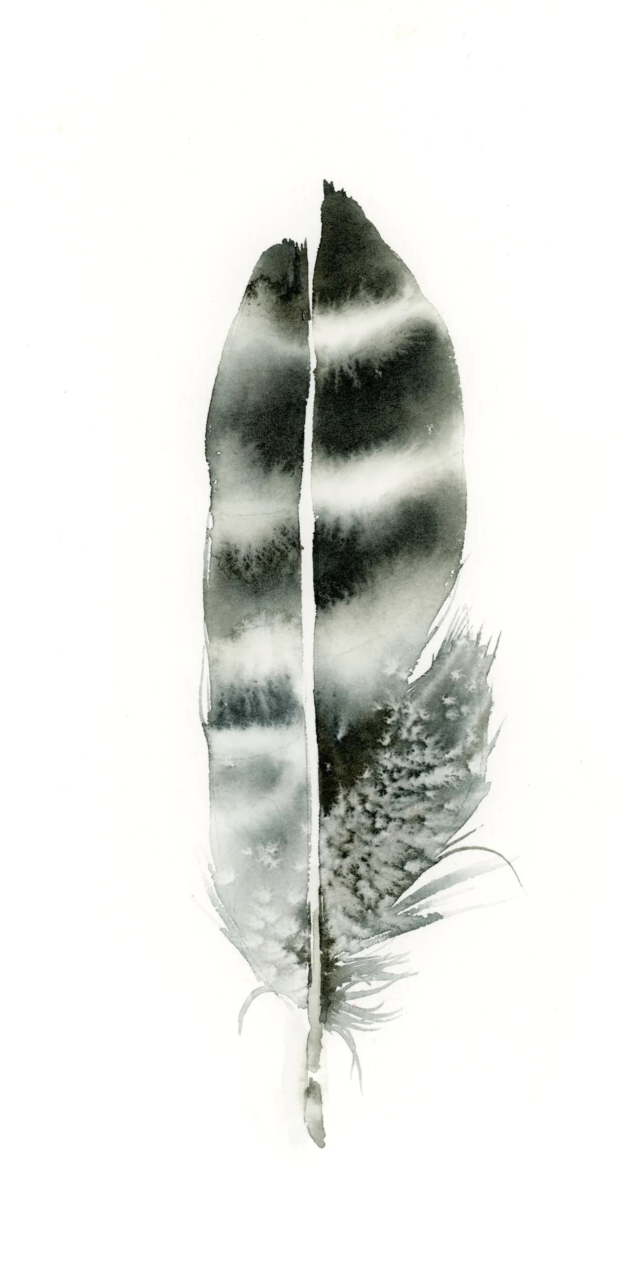 Hawk — watercolor by Shayna Larsen