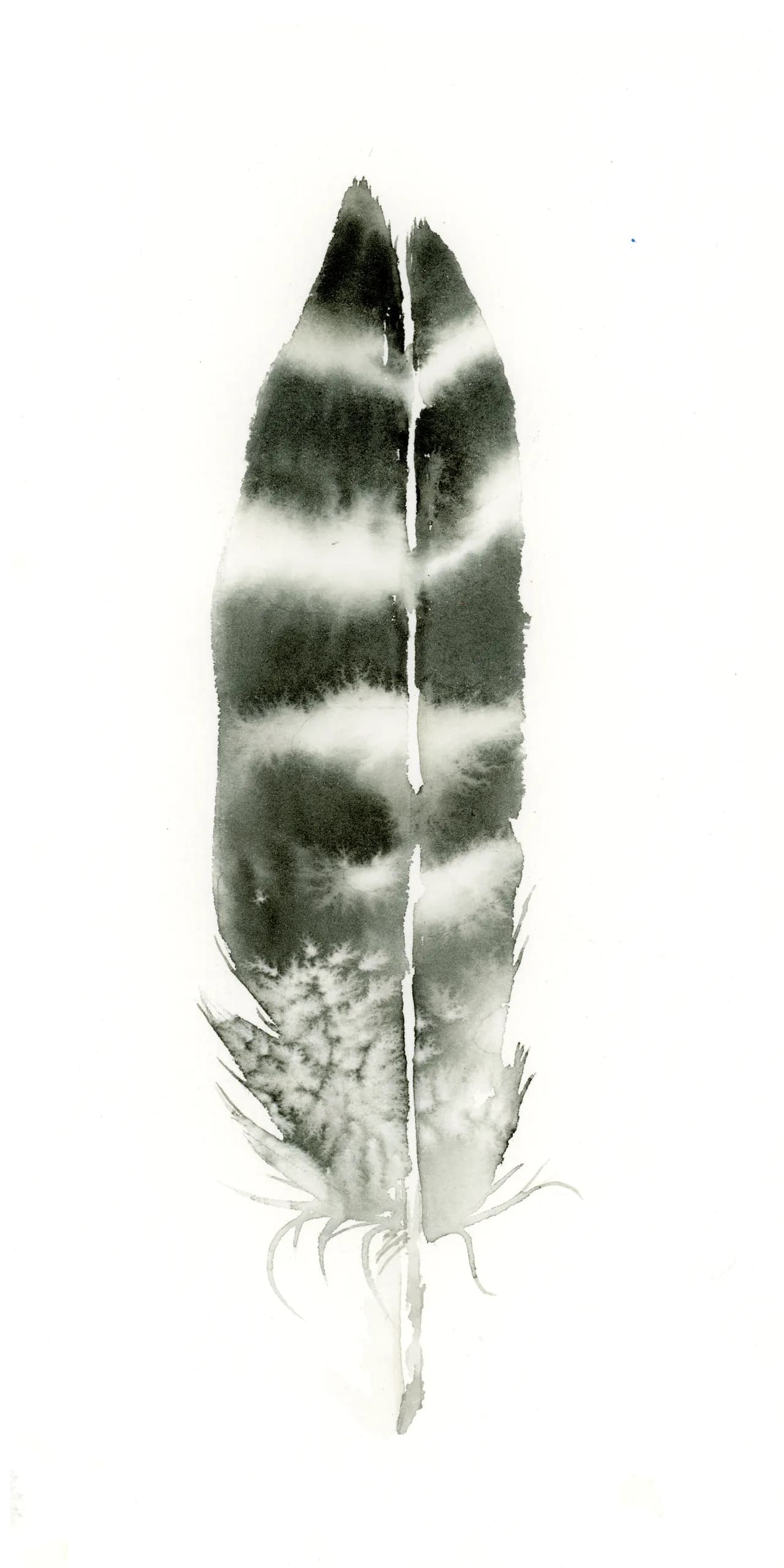Hawk — watercolor by Shayna Larsen