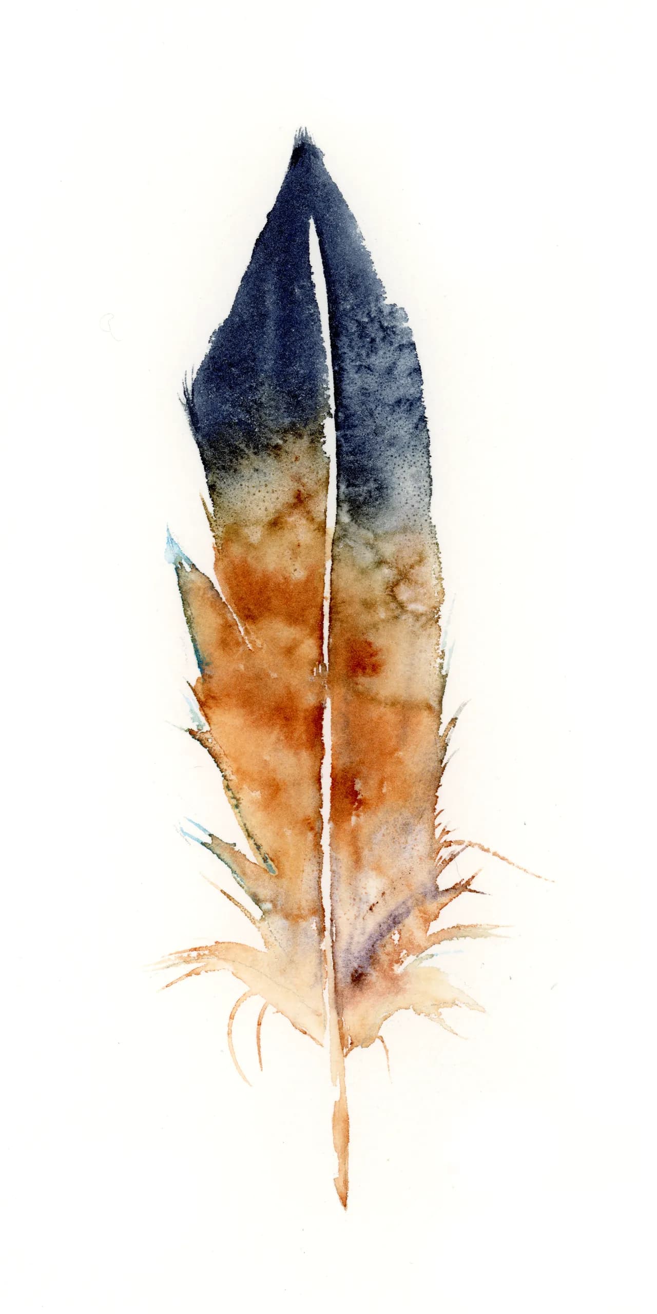 Blue Jay — watercolor by Shayna Larsen