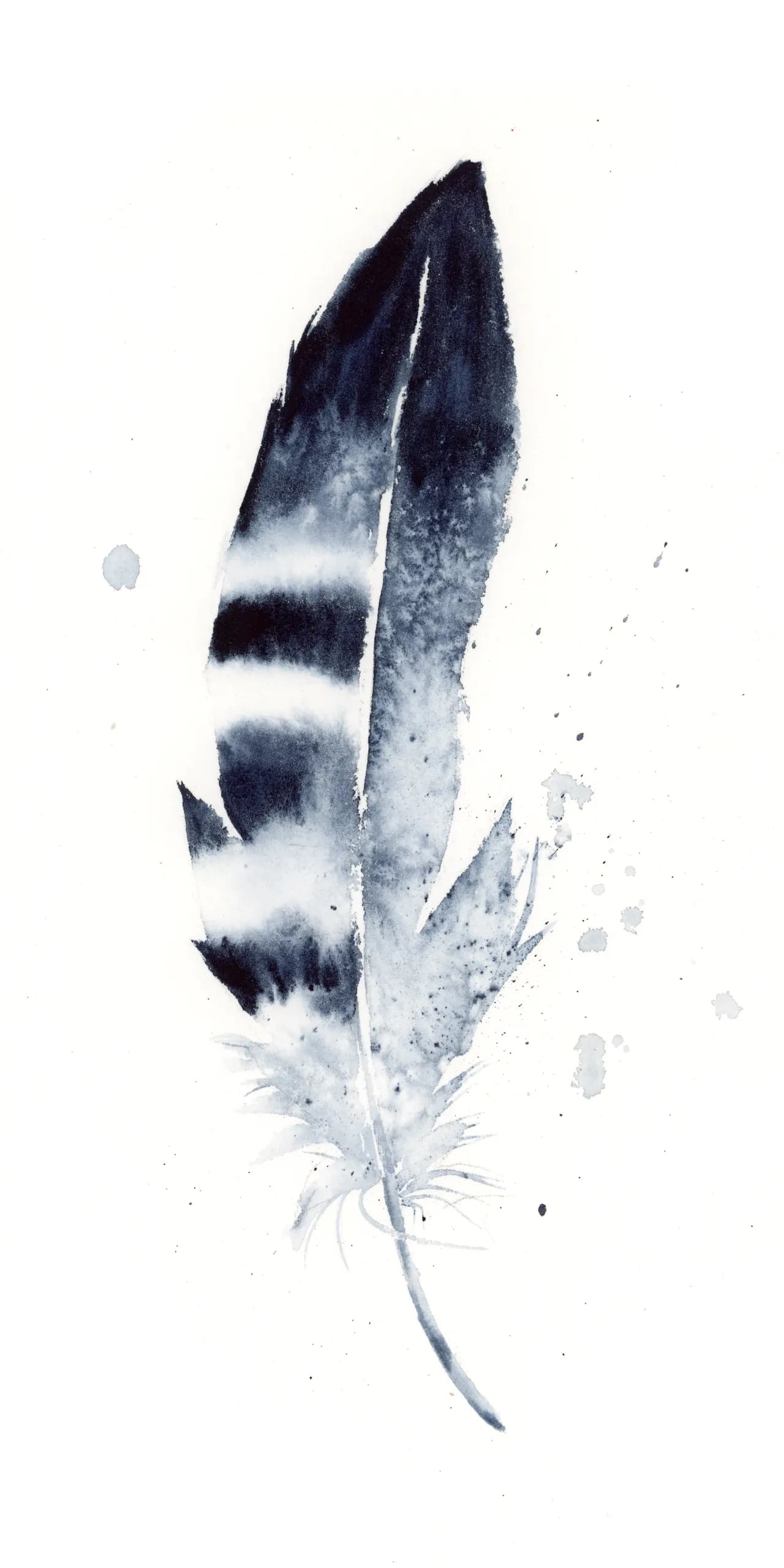 Peregrine Falcon — watercolor by Shayna Larsen