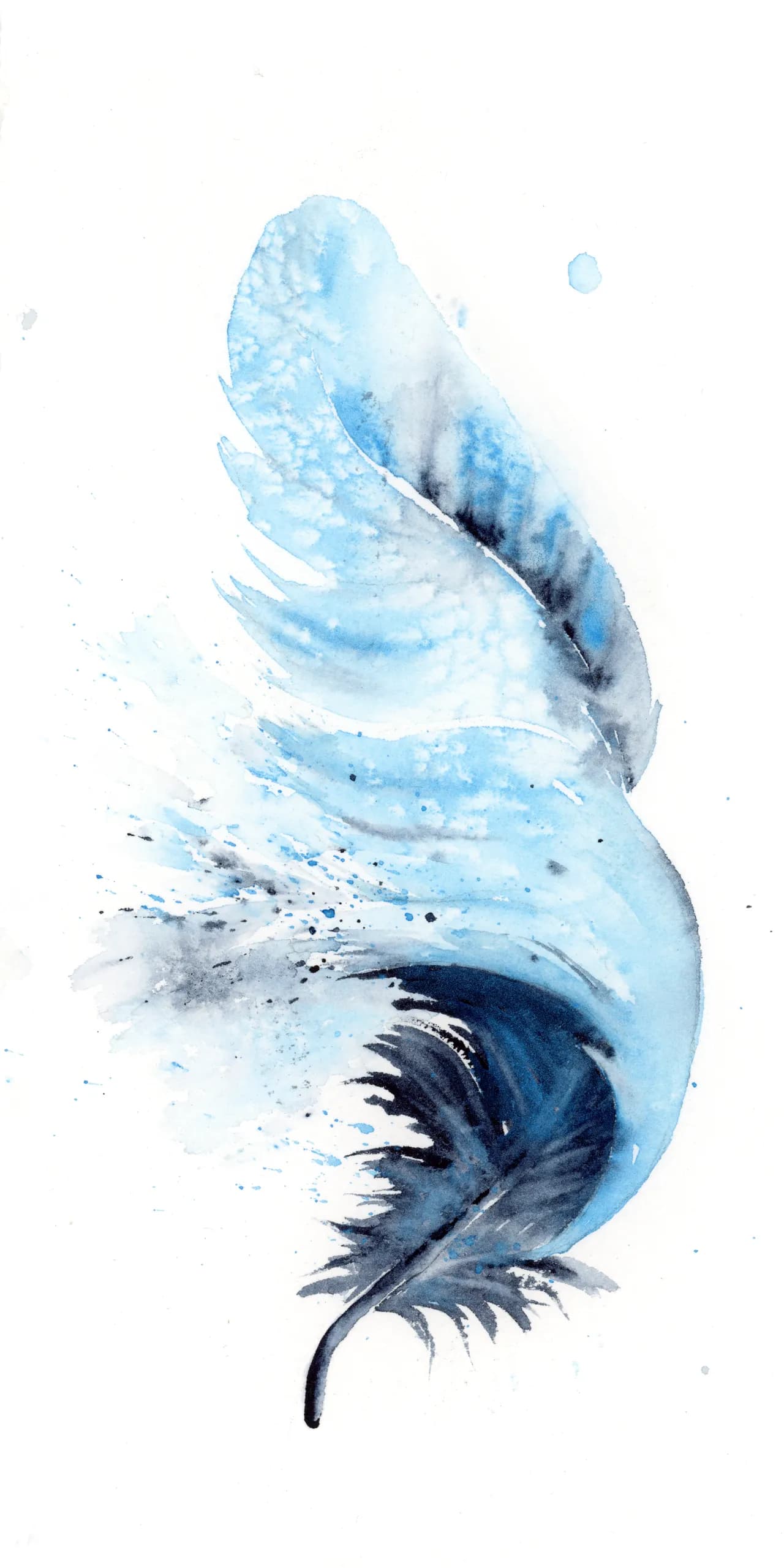 Blue Jay — watercolor by Shayna Larsen