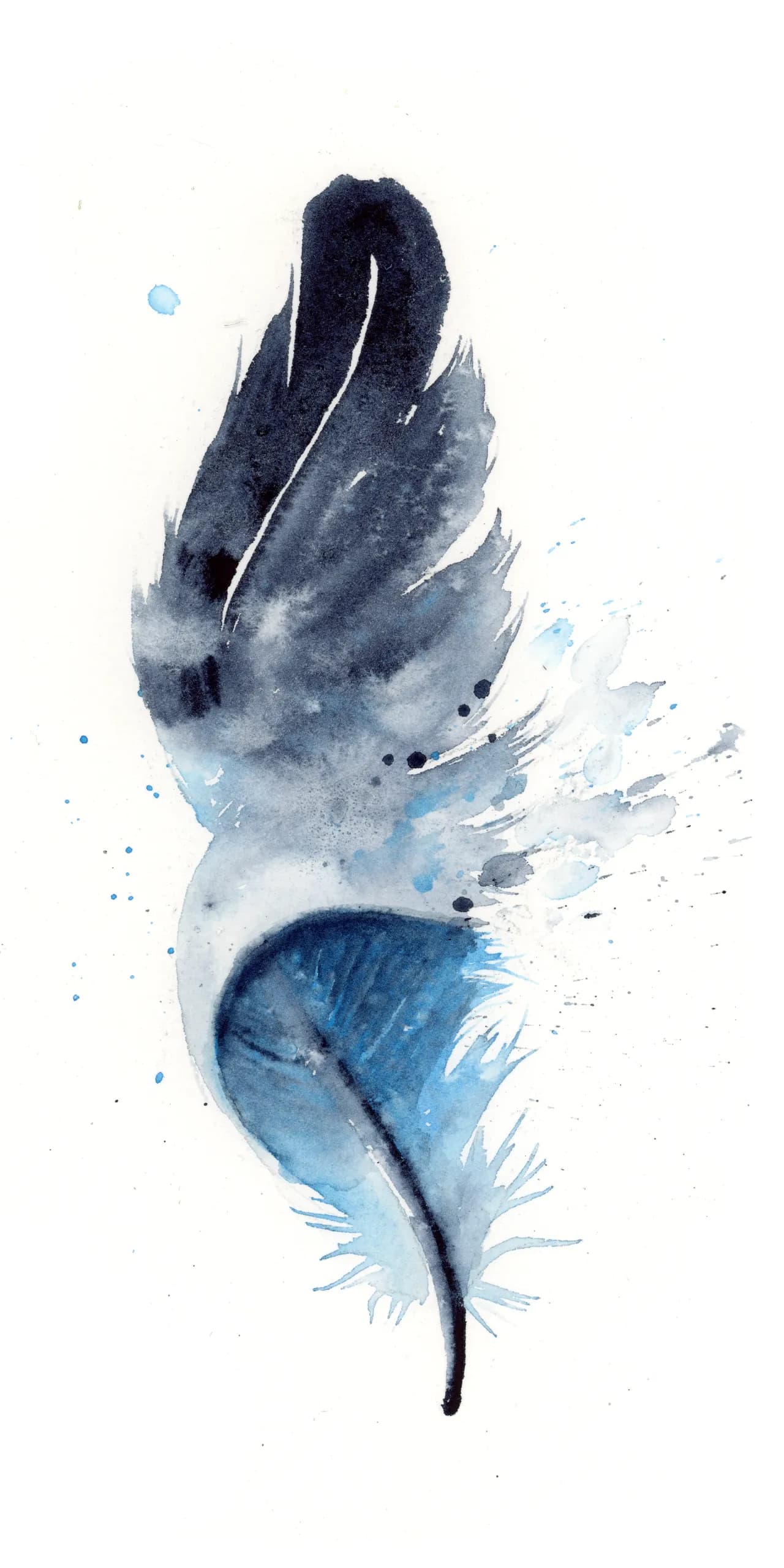 Blue Jay — watercolor by Shayna Larsen