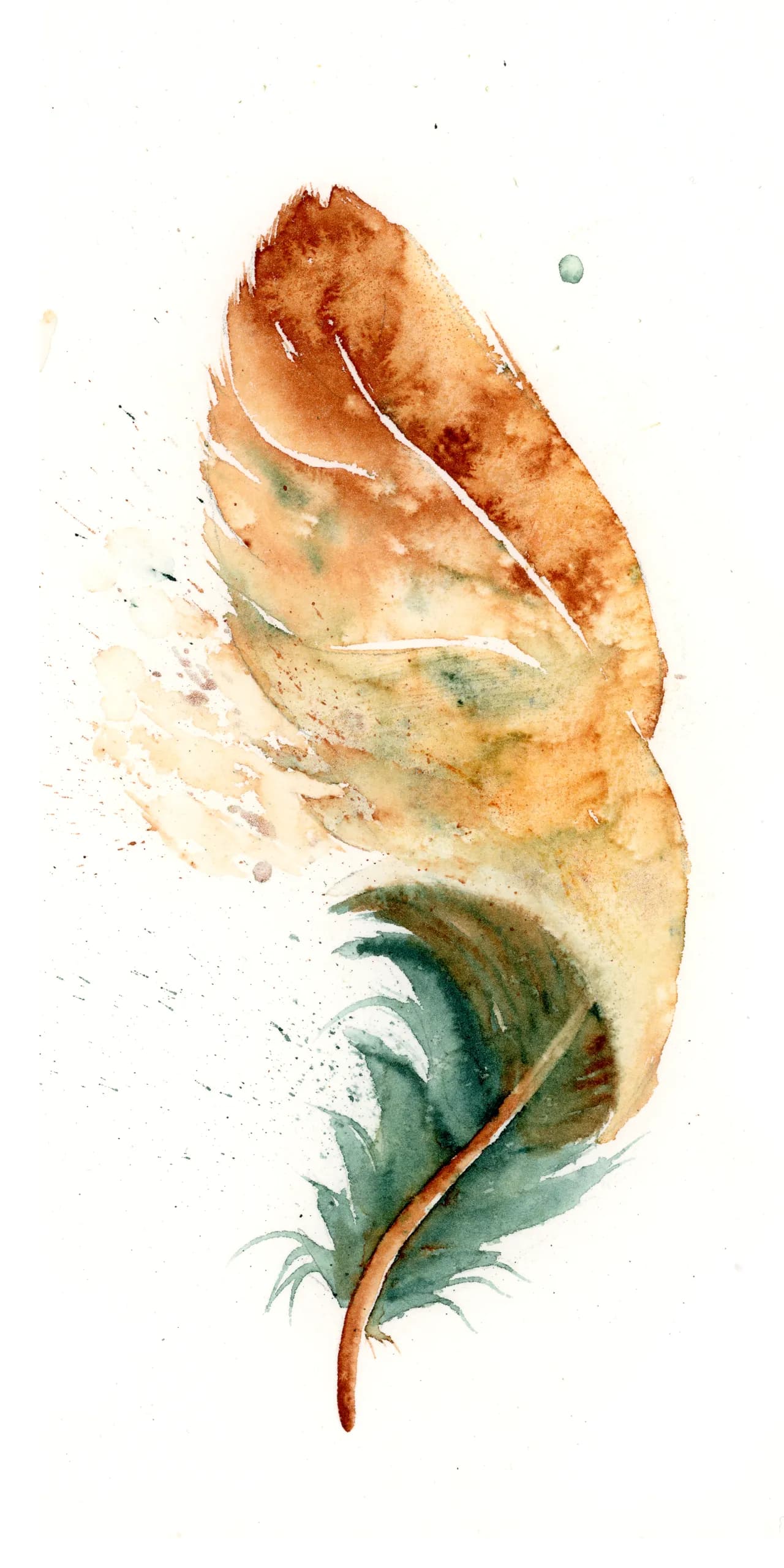 American Kestrel — watercolor by Shayna Larsen