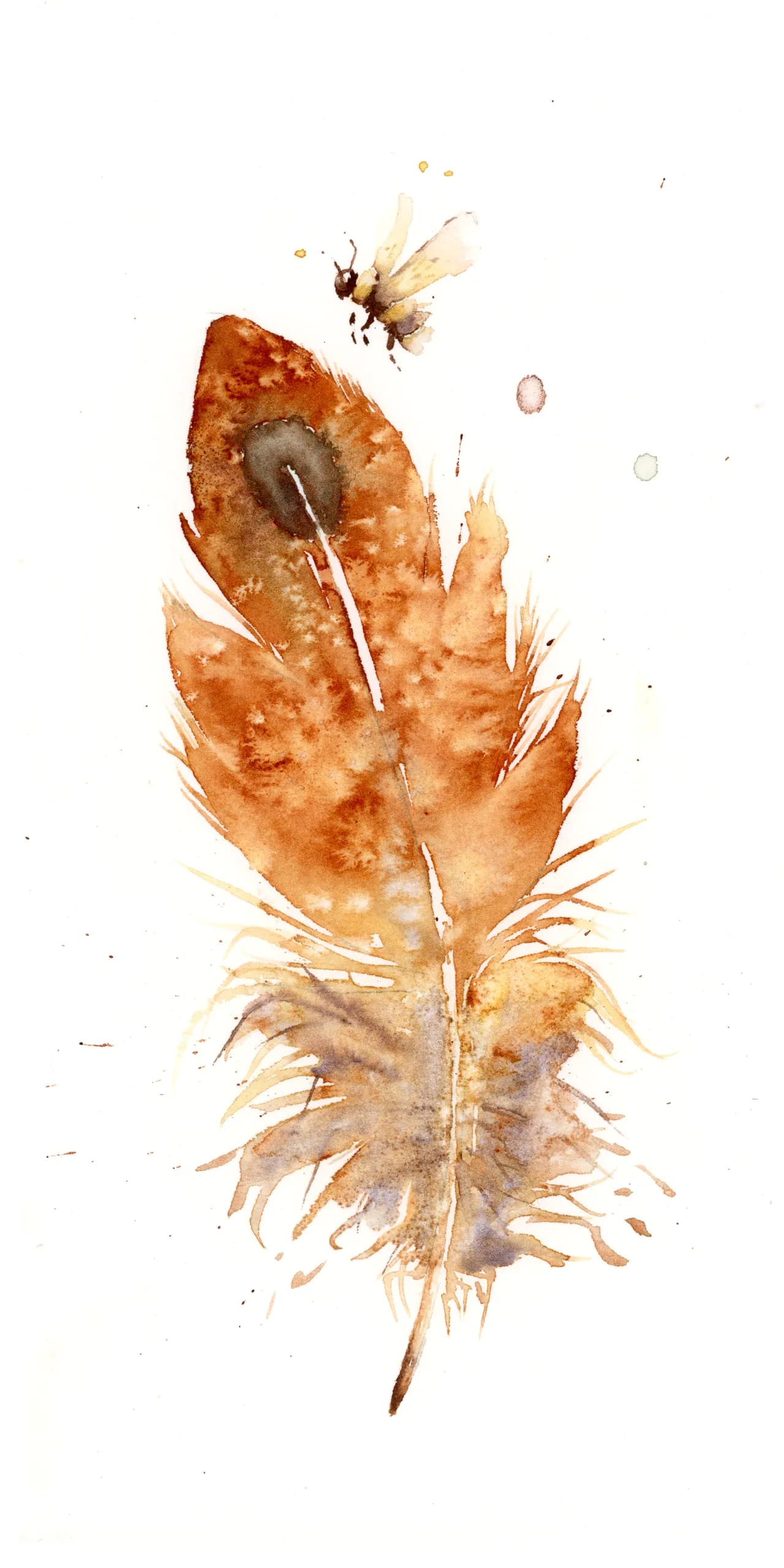 American Kestrel — watercolor by Shayna Larsen