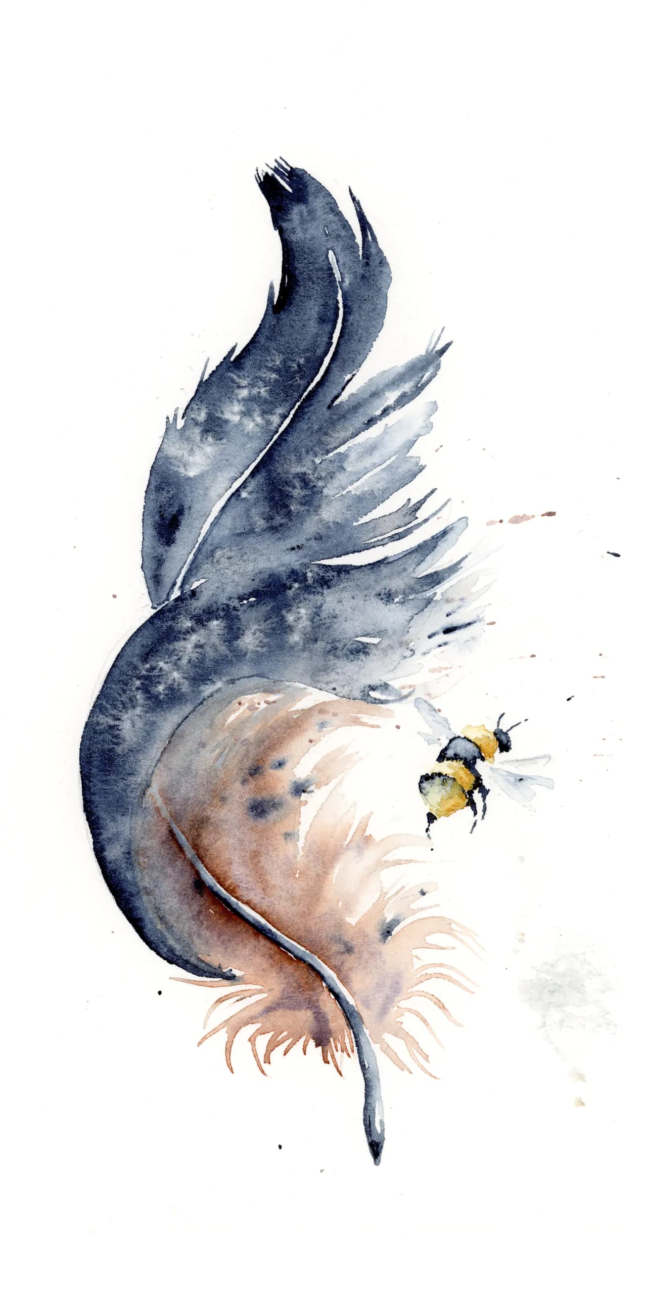 Common Grackle — watercolor by Shayna Larsen