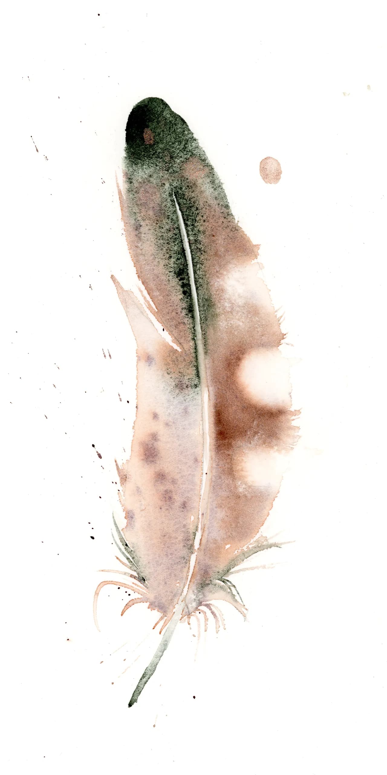 Bufflehead — watercolor by Shayna Larsen