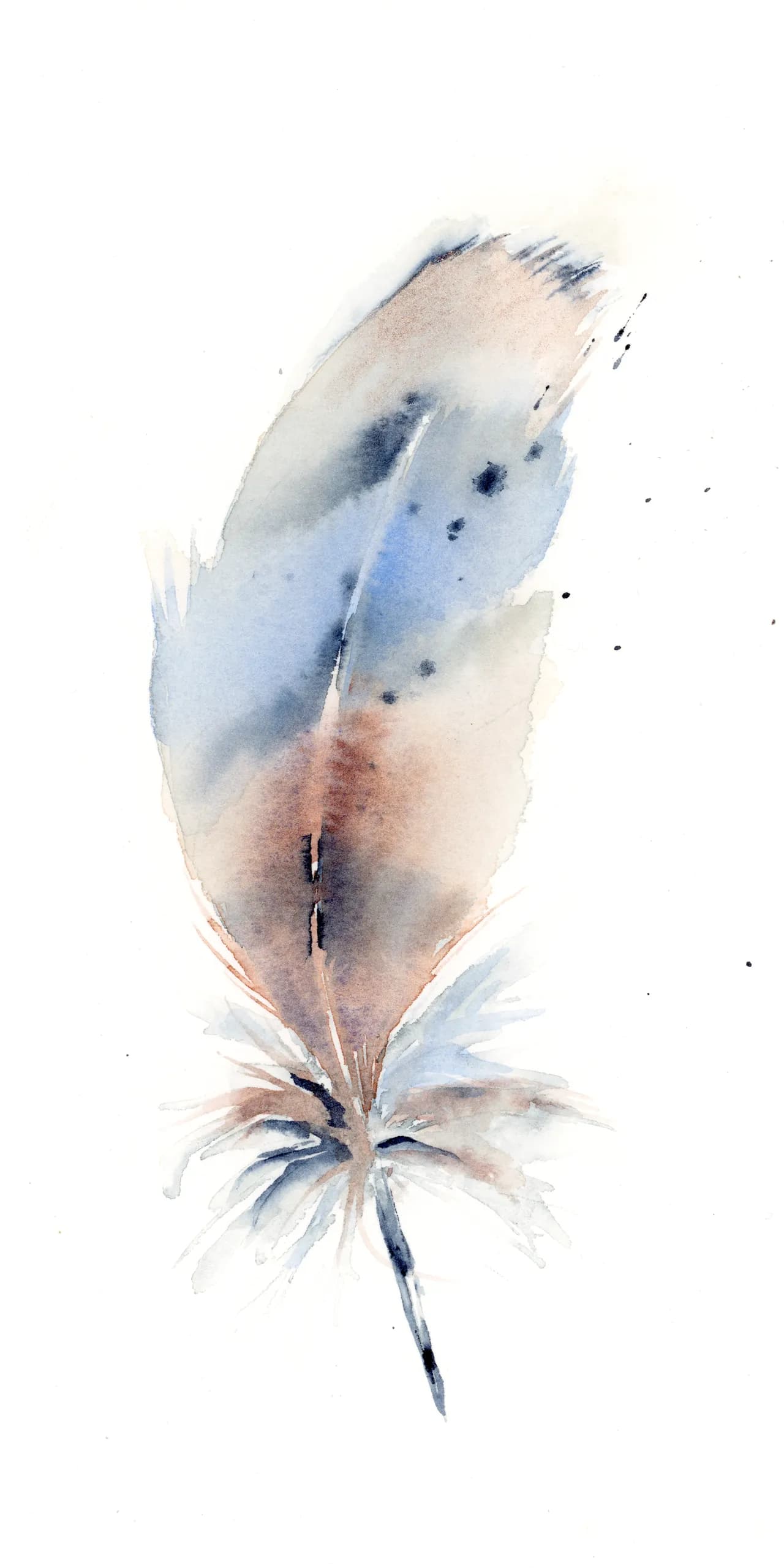 Kestrel — watercolor by Shayna Larsen