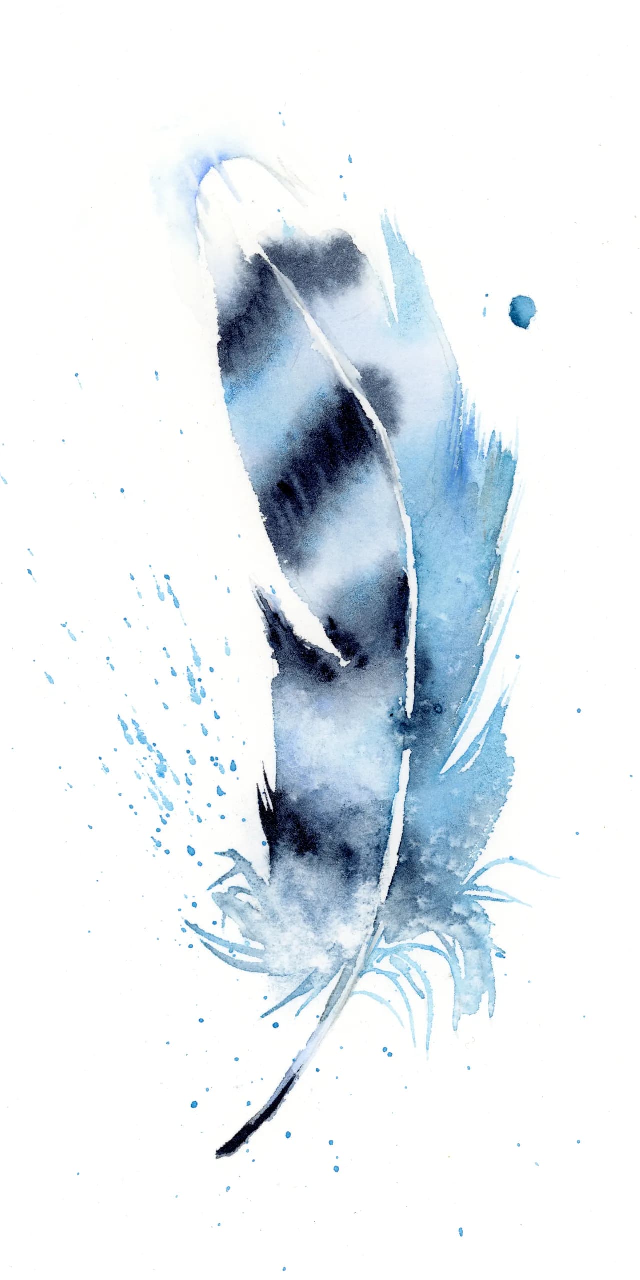 Blue Jay — watercolor by Shayna Larsen