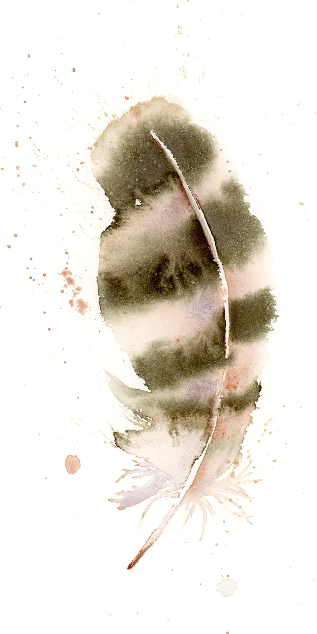 Kestrel — watercolor by Shayna Larsen