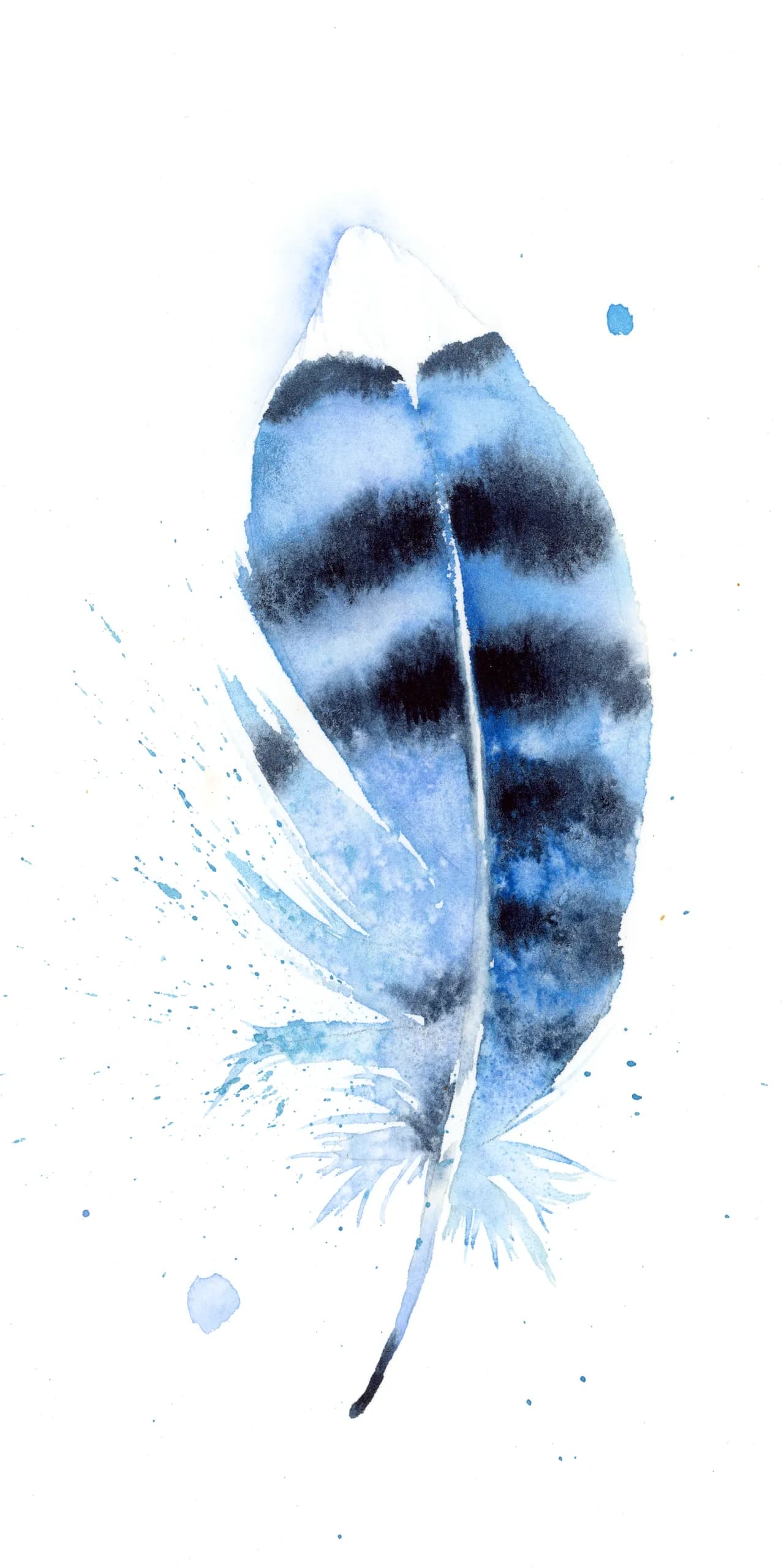 Blue Jay — watercolor by Shayna Larsen