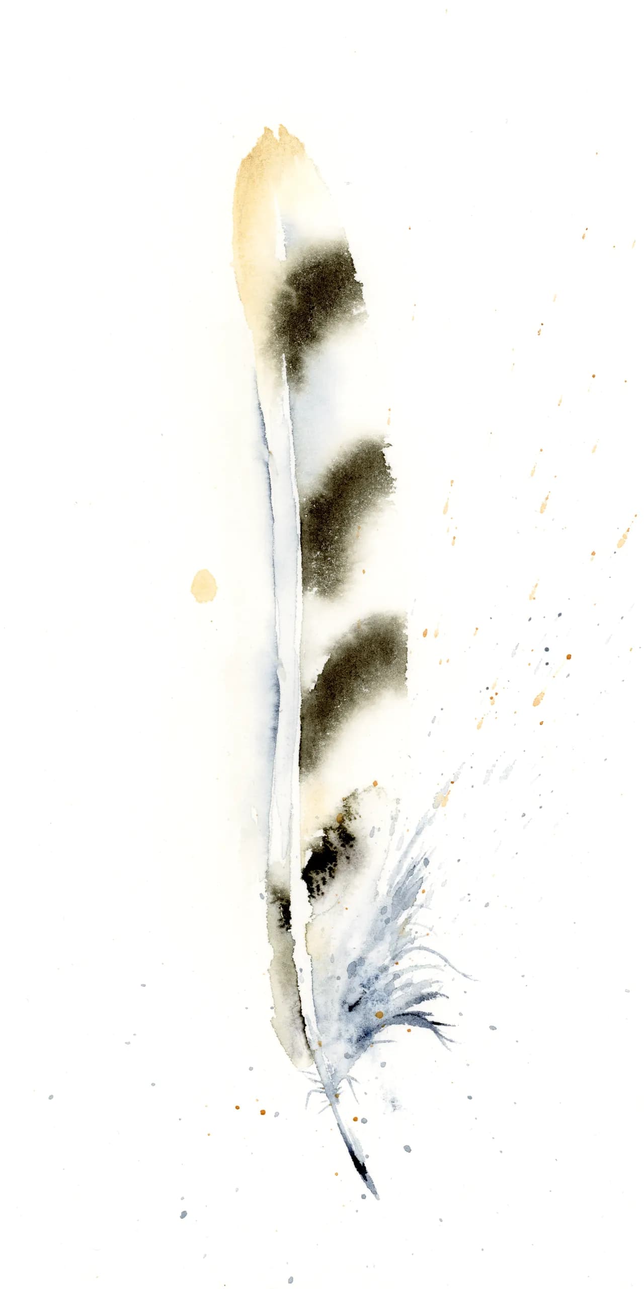 Kestrel — watercolor by Shayna Larsen