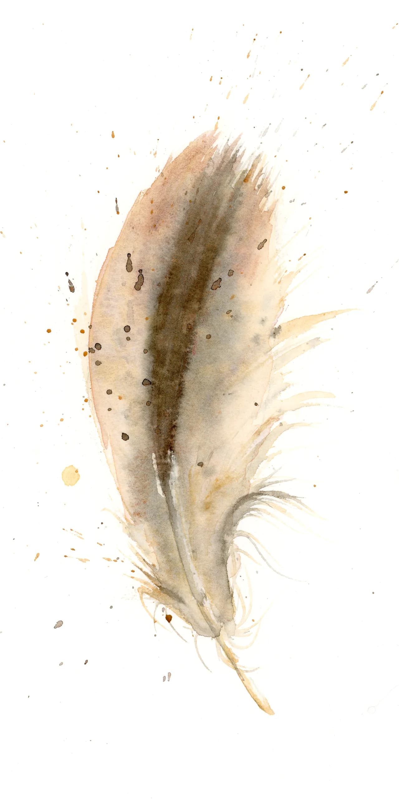 Kestrel — watercolor by Shayna Larsen