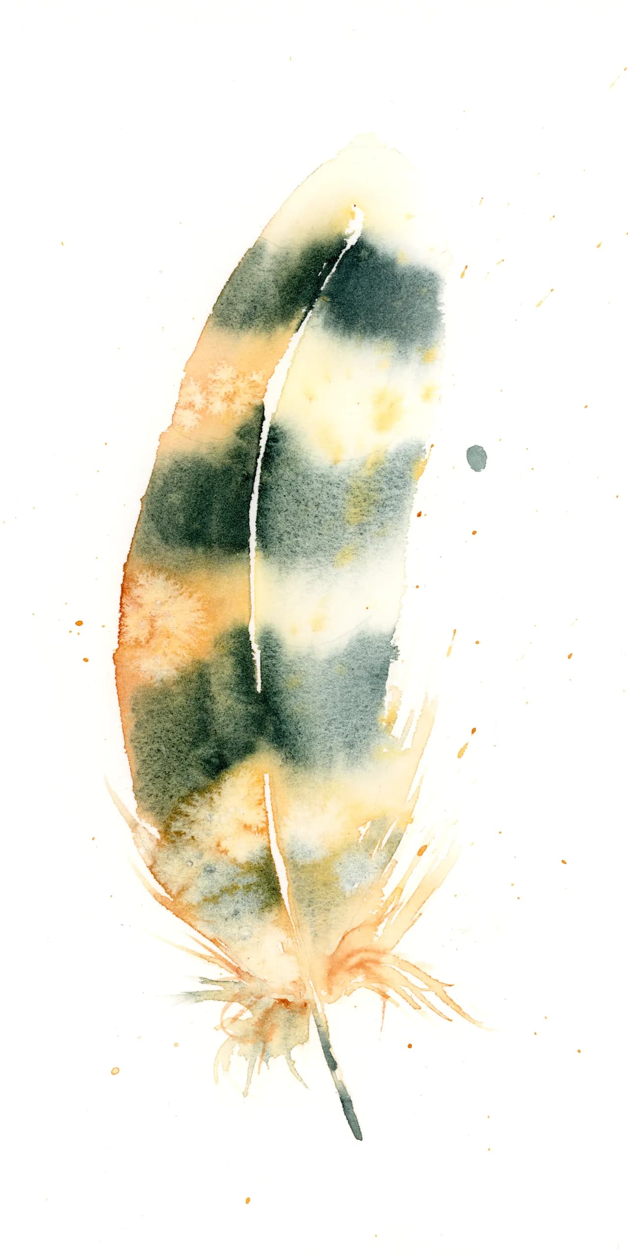 Kestrel — watercolor by Shayna Larsen