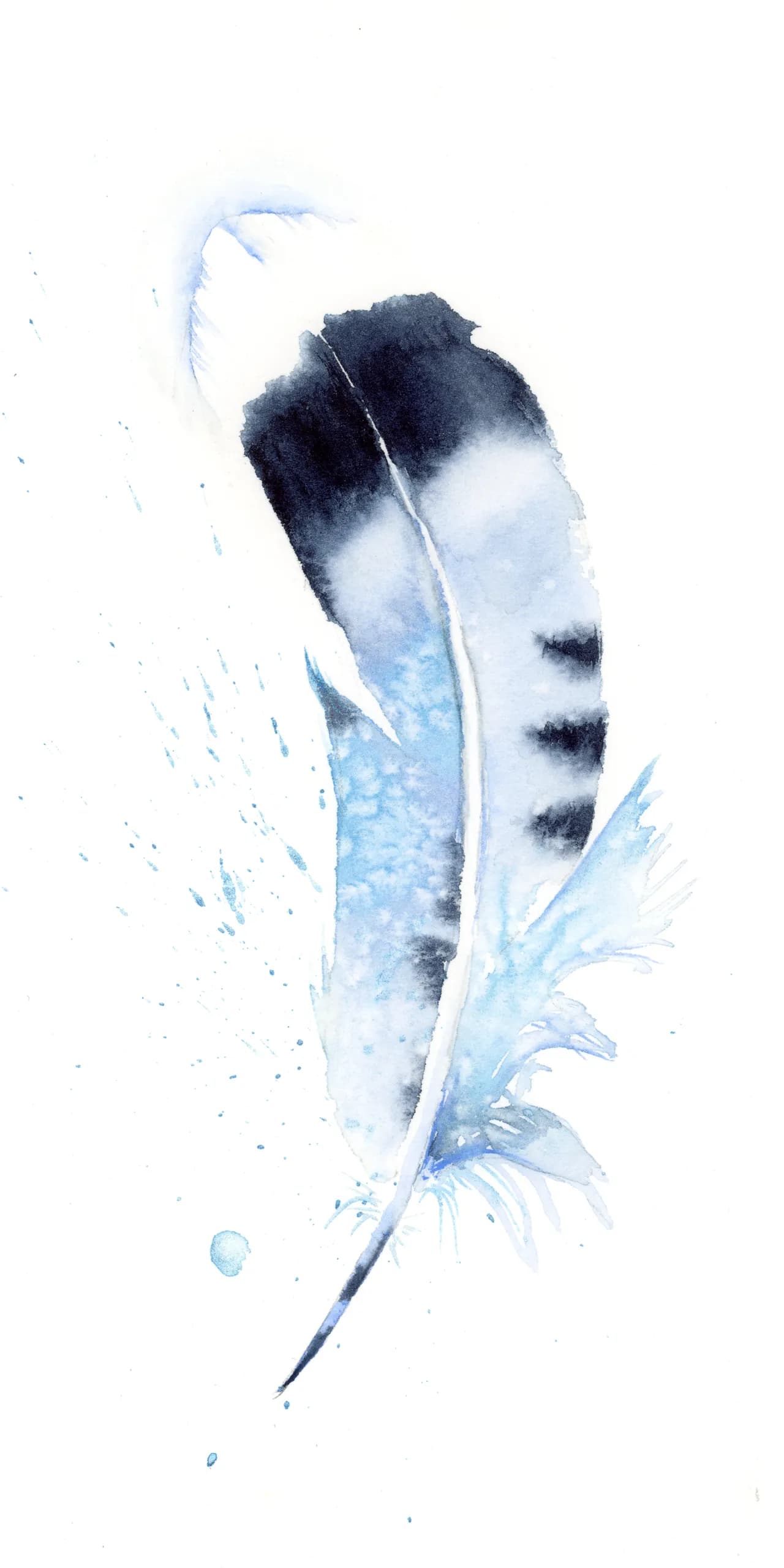 Blue Jay — watercolor by Shayna Larsen