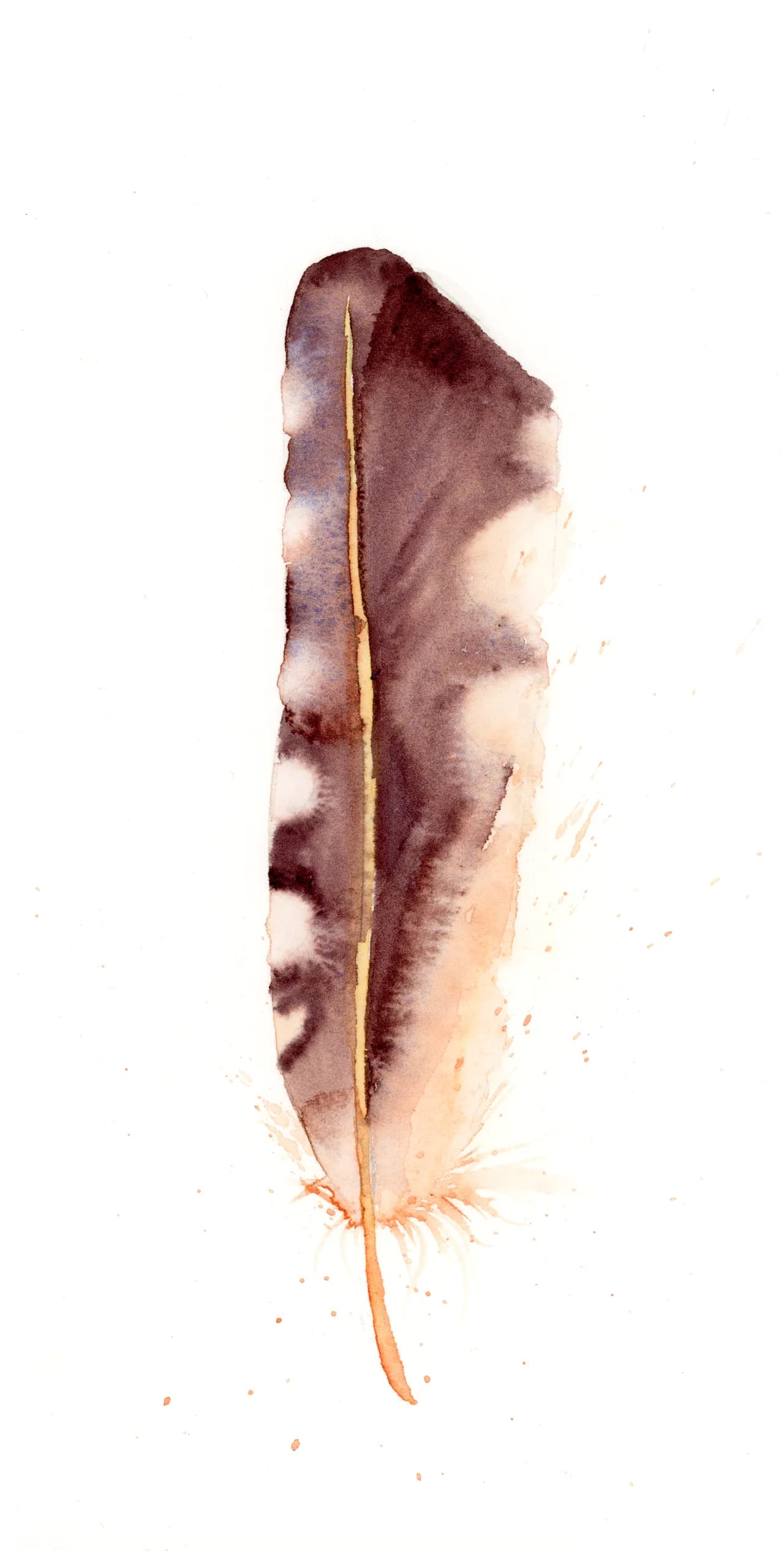 Barn Owl — watercolor by Shayna Larsen