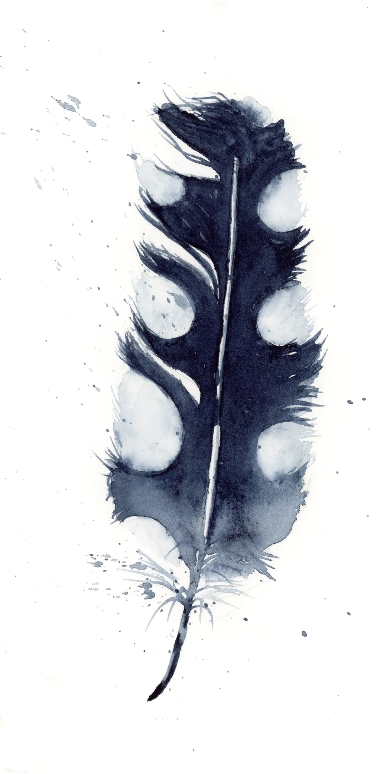 Pied Crow — watercolor by Shayna Larsen