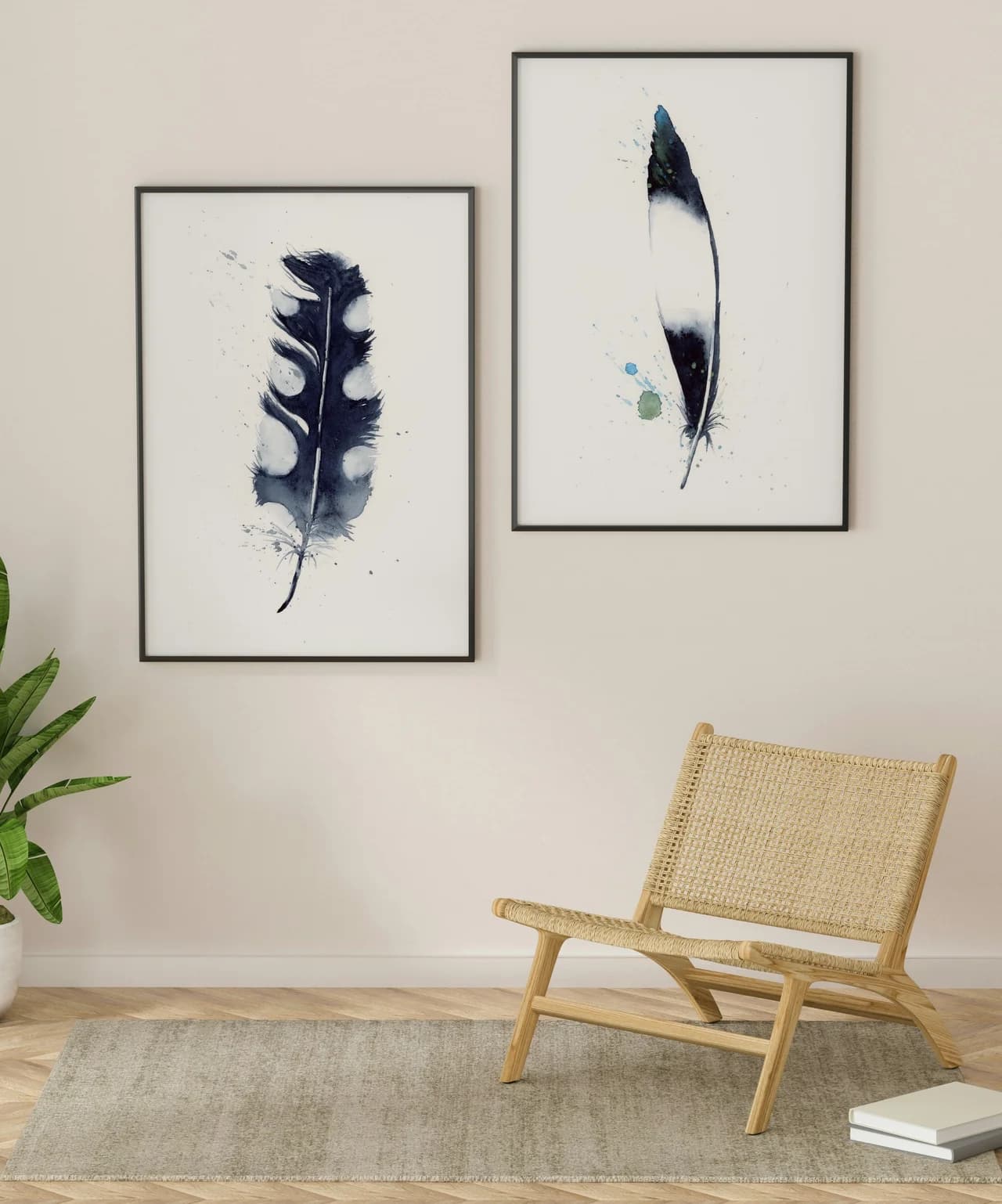 Pied Crow shown in a room setting