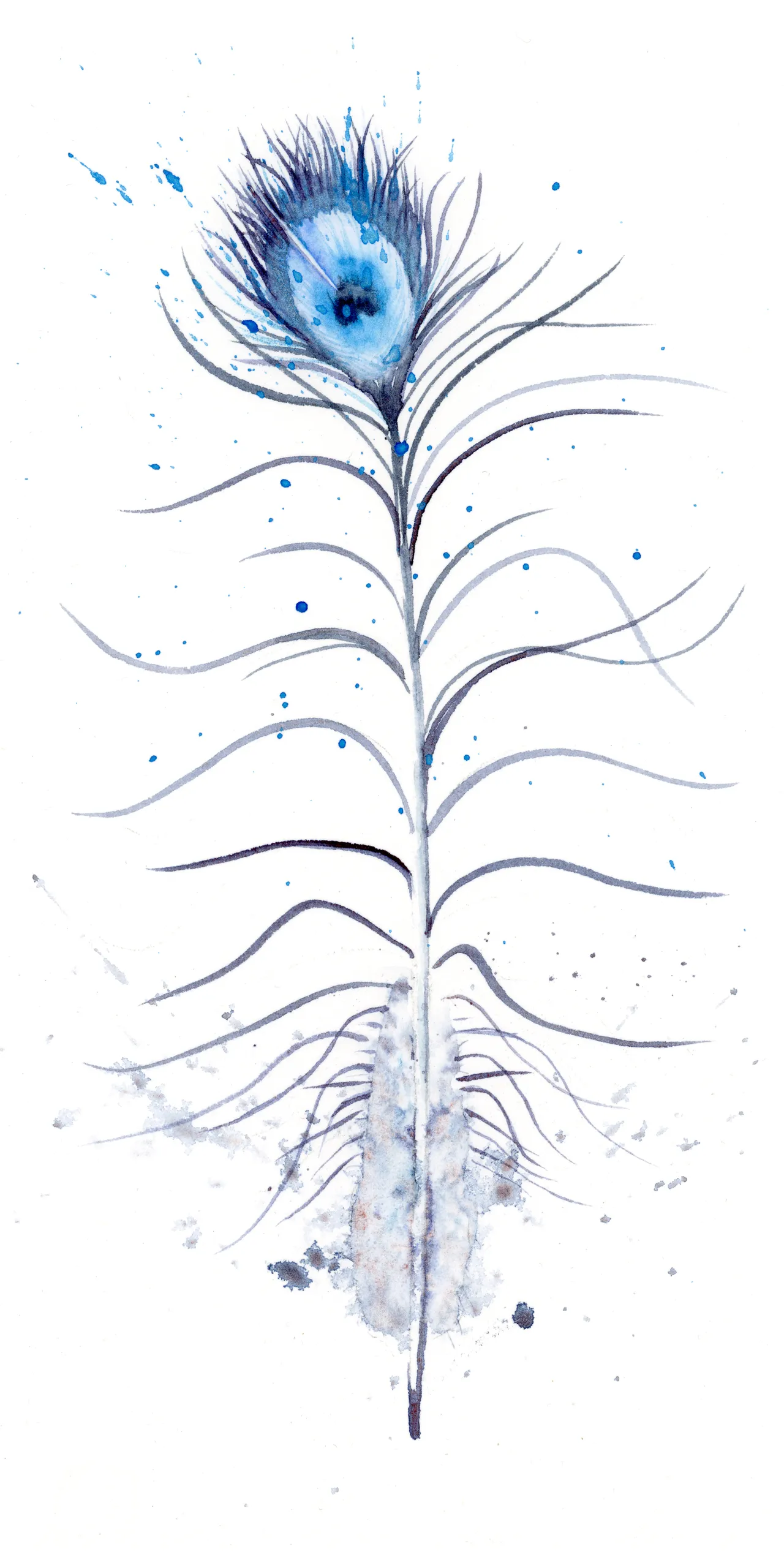 Peacock — watercolor by Shayna Larsen