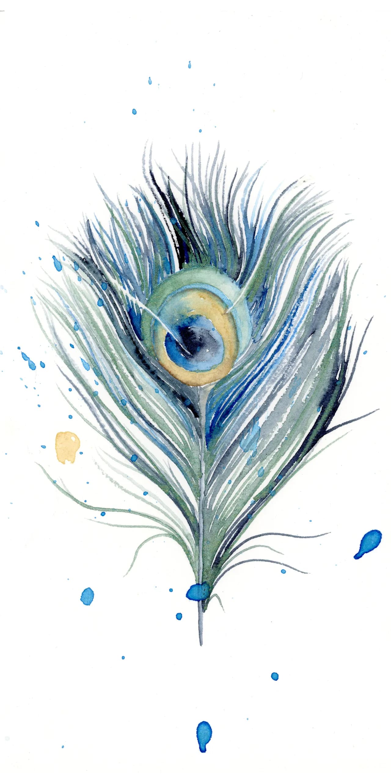Peacock — watercolor by Shayna Larsen