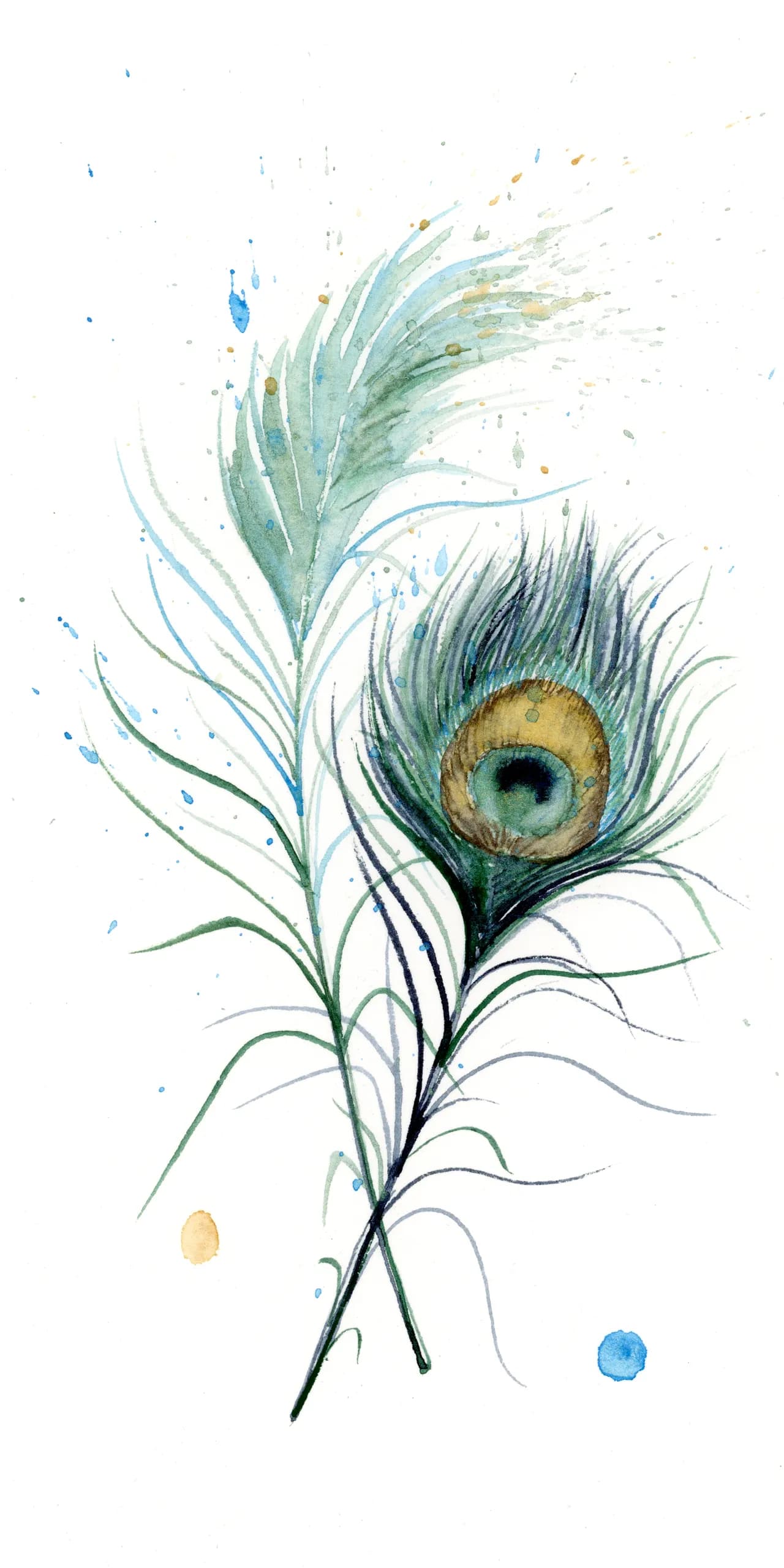 Peacock — watercolor by Shayna Larsen