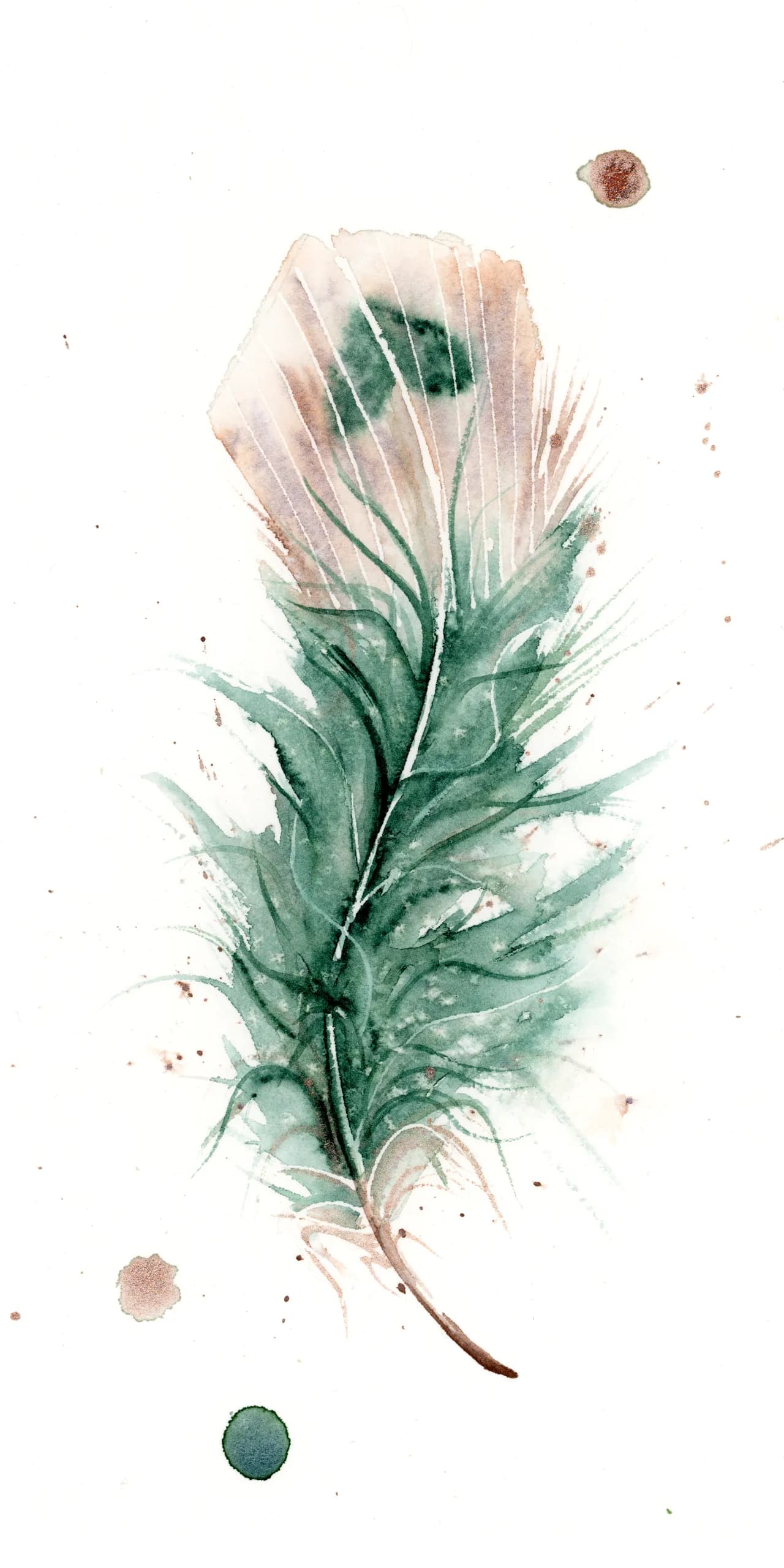 Peacock — watercolor by Shayna Larsen