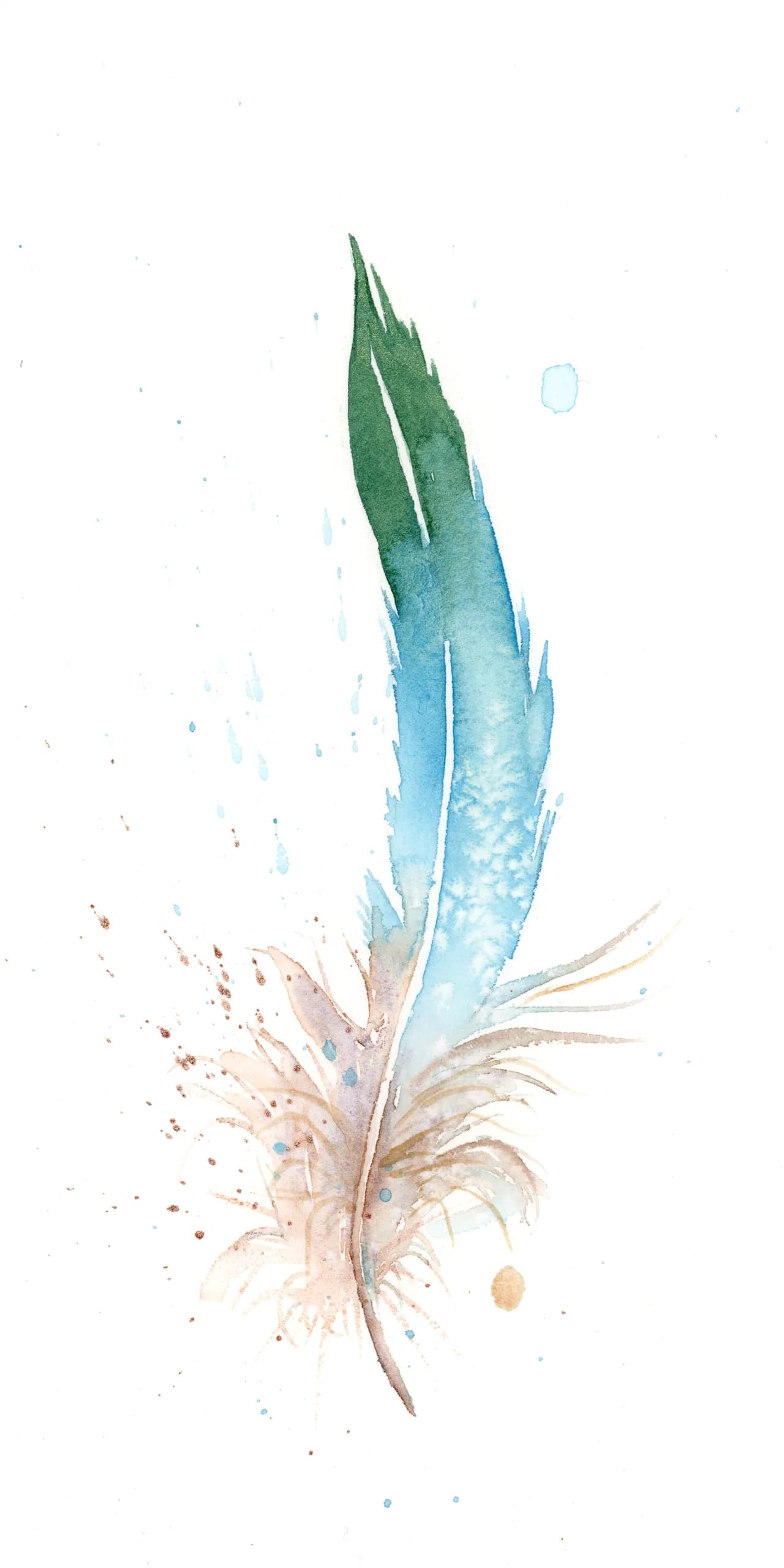 Blue Jay — watercolor by Shayna Larsen
