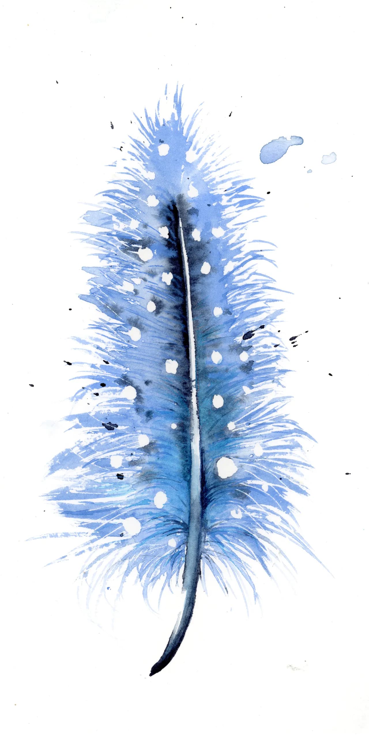 Blue Jay — watercolor by Shayna Larsen
