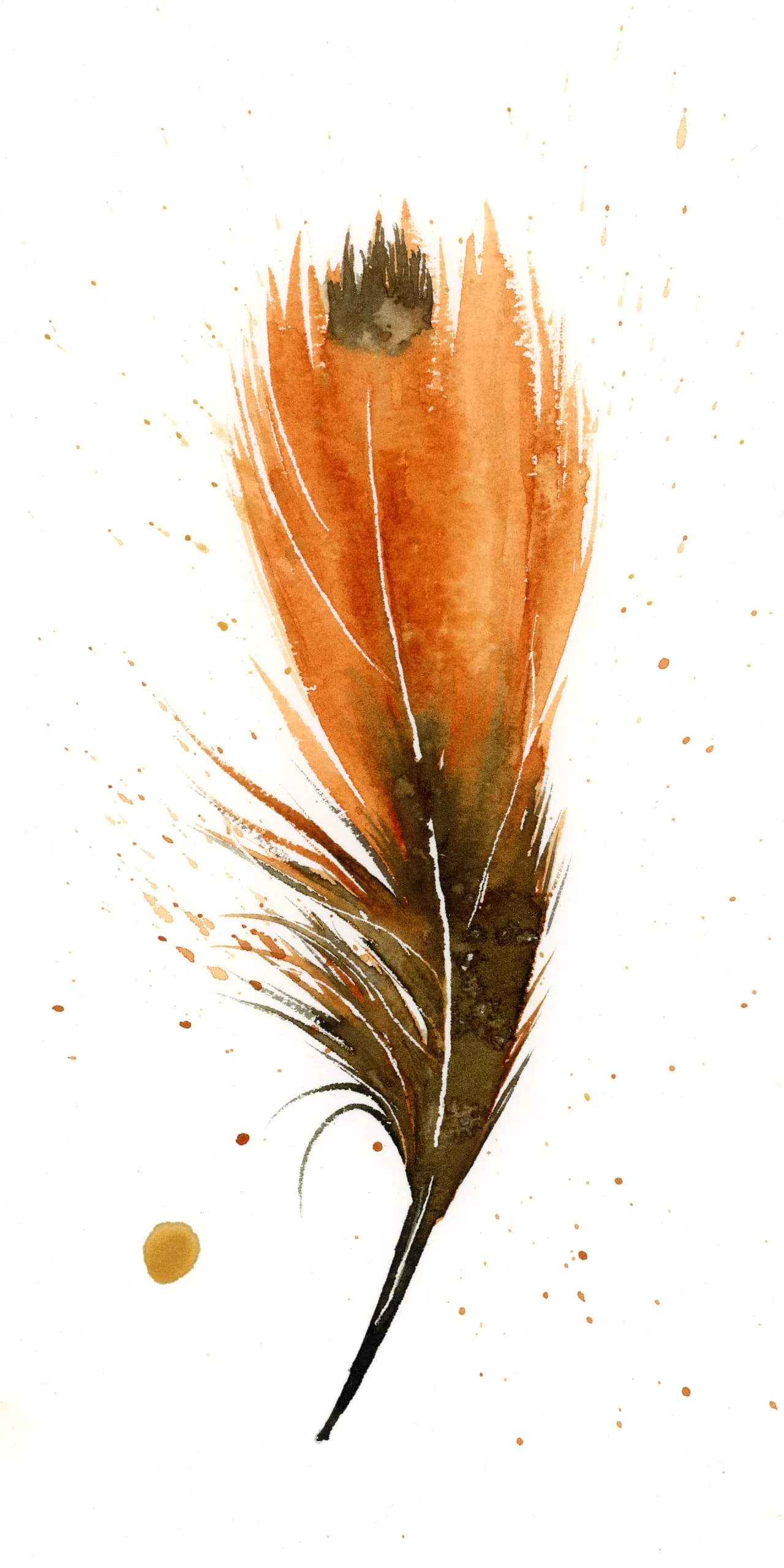 American Robin — watercolor by Shayna Larsen