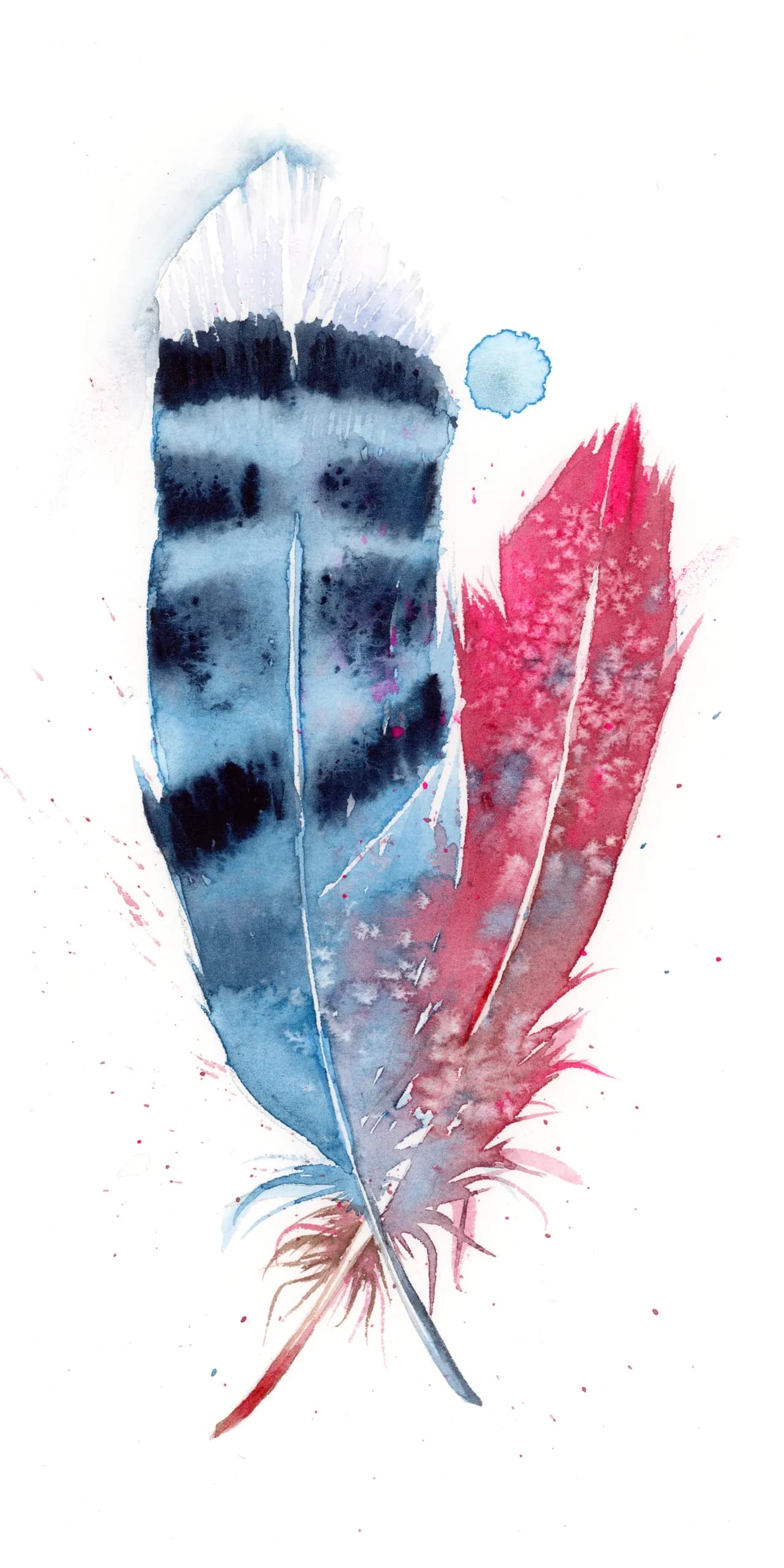 Blue Jay & Cardinal — watercolor by Shayna Larsen