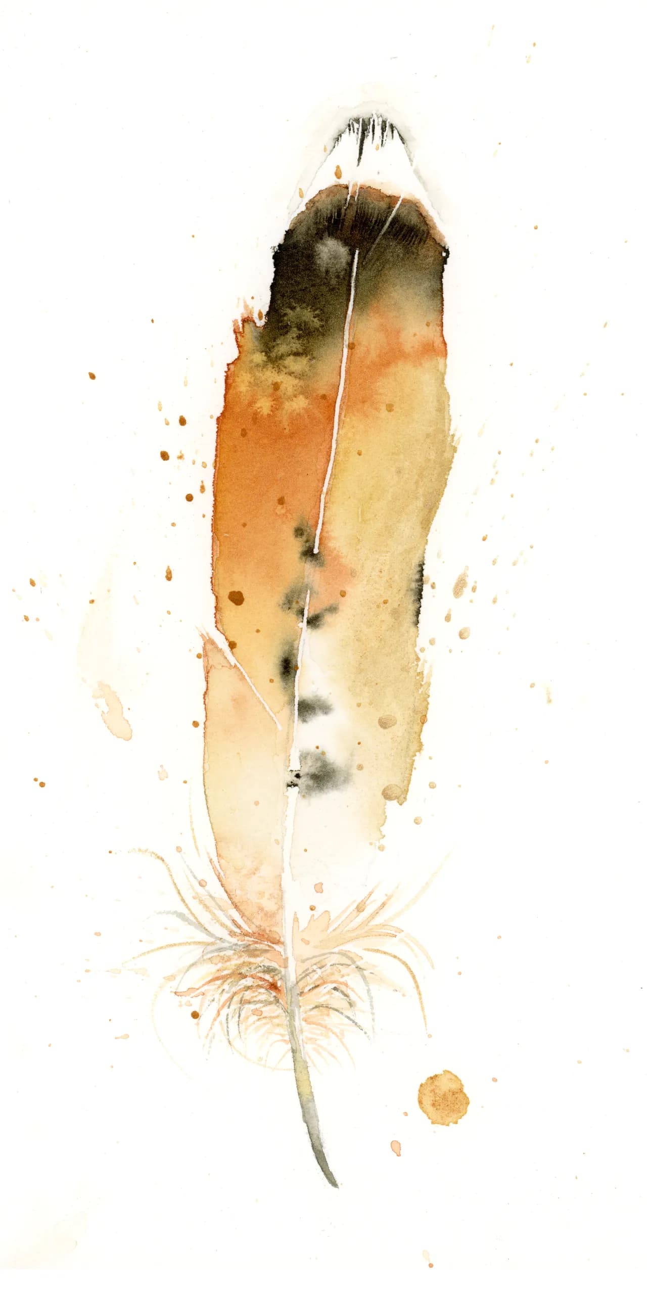 Red Tailed Hawk — watercolor by Shayna Larsen