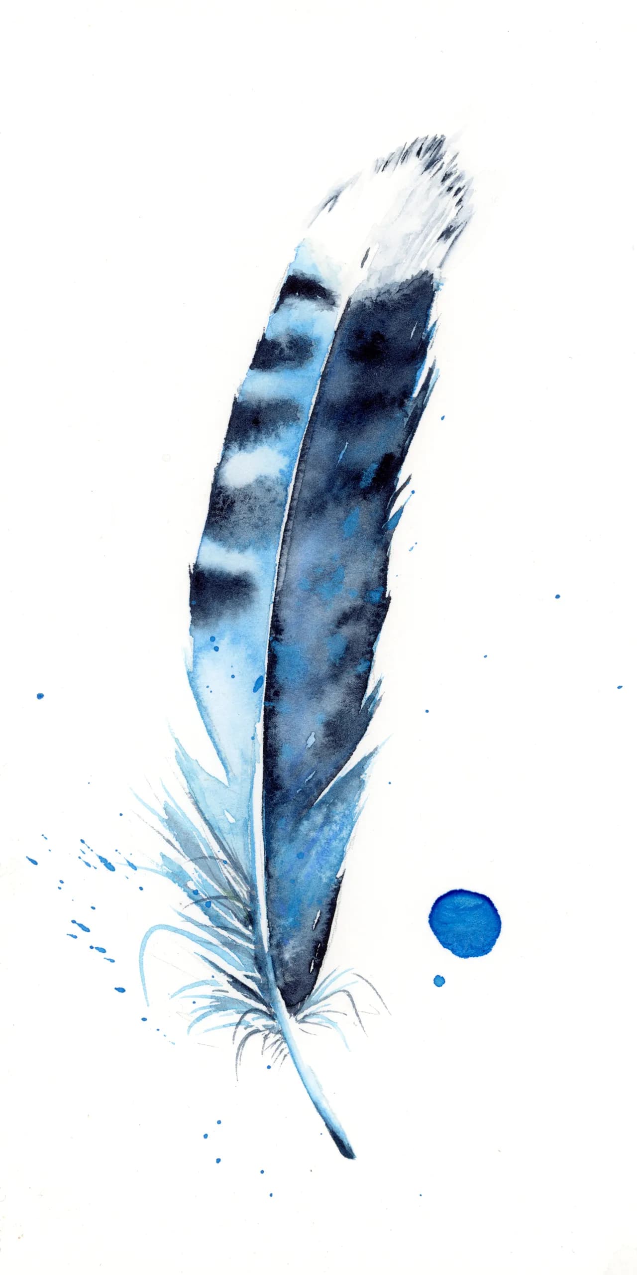 Blue Jay — watercolor by Shayna Larsen
