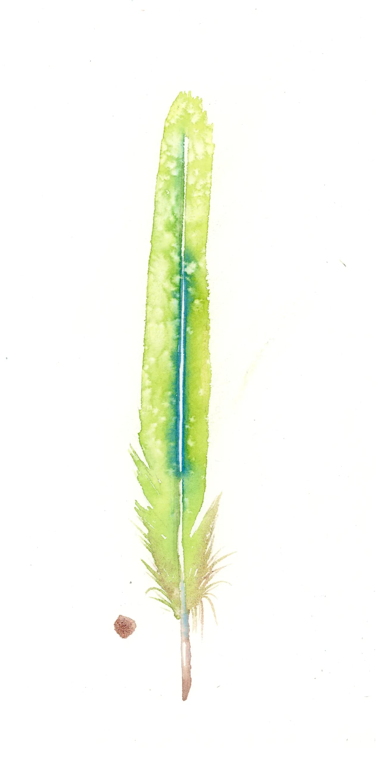 Quetzal — watercolor by Shayna Larsen