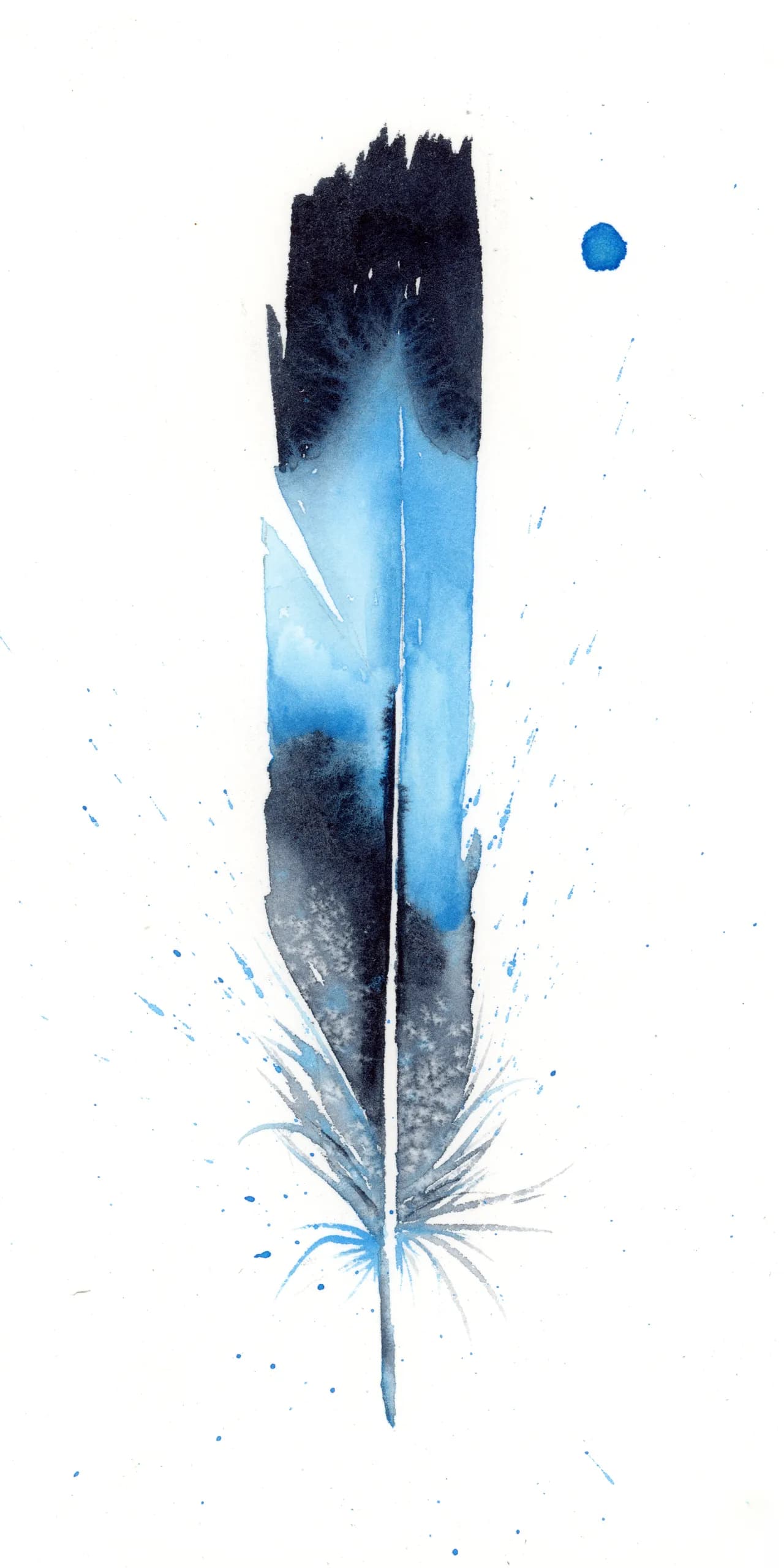 Blue Jay — watercolor by Shayna Larsen