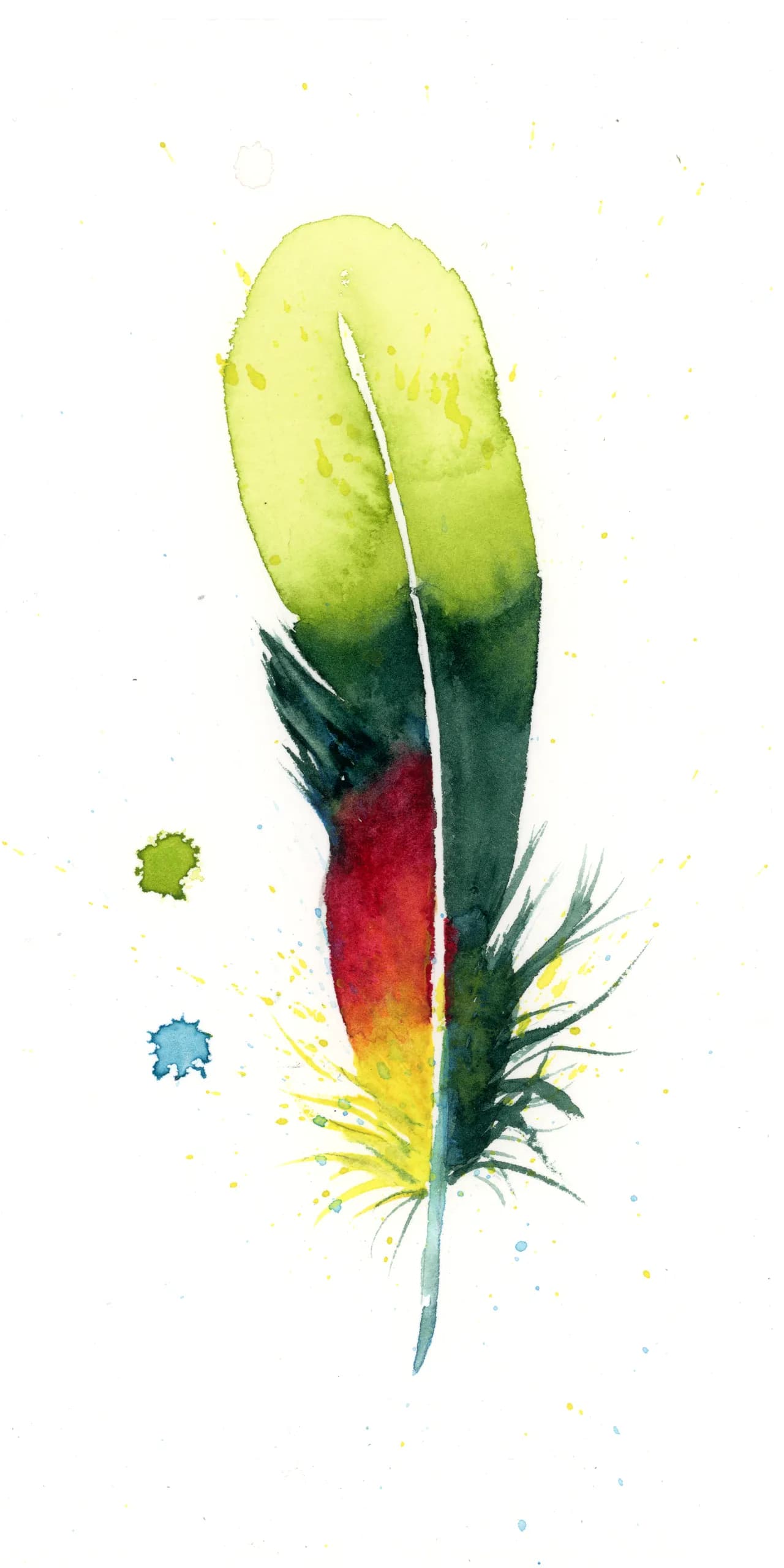 Scarlet Macaw — watercolor by Shayna Larsen