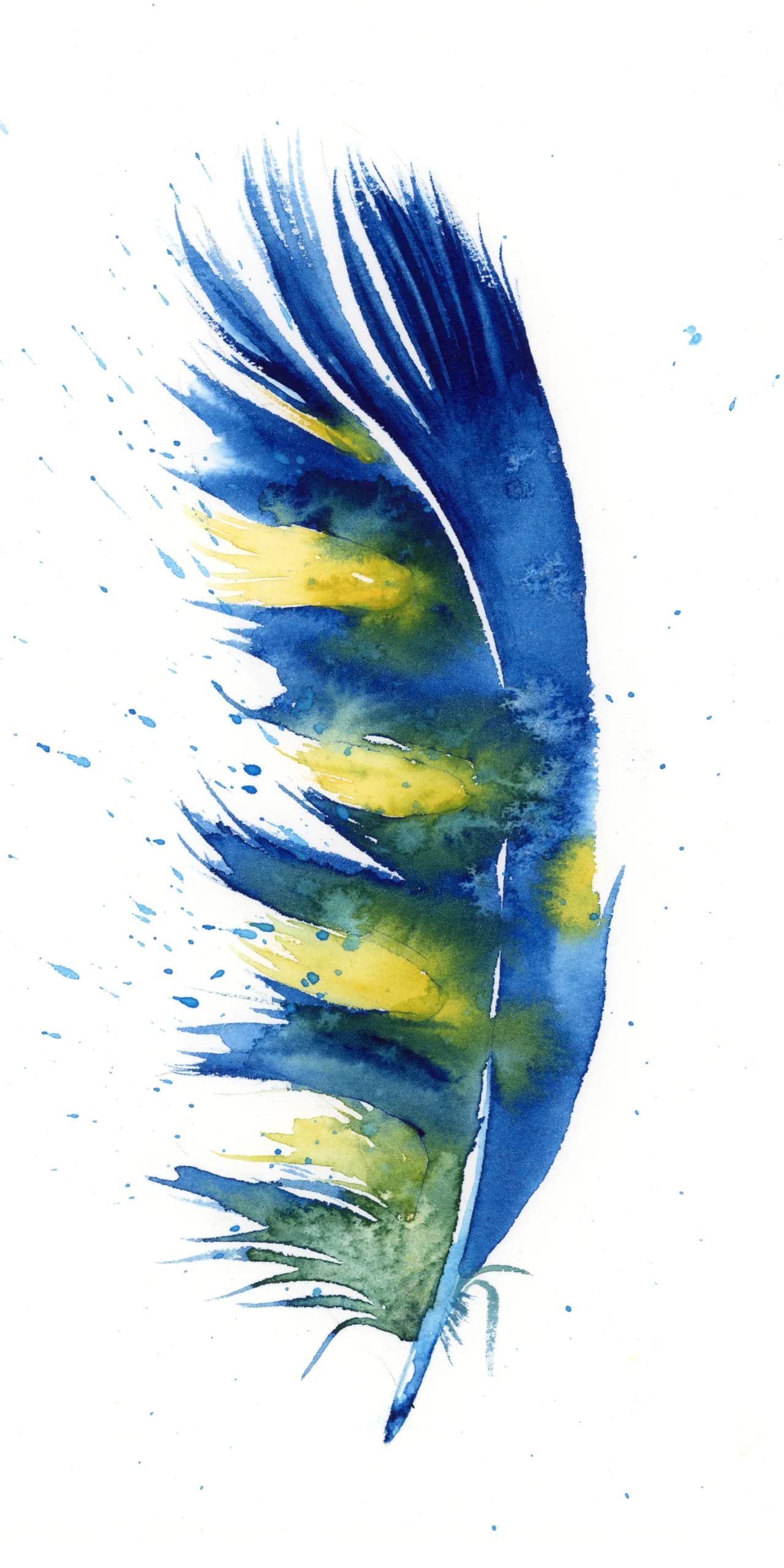 Macaw — watercolor by Shayna Larsen