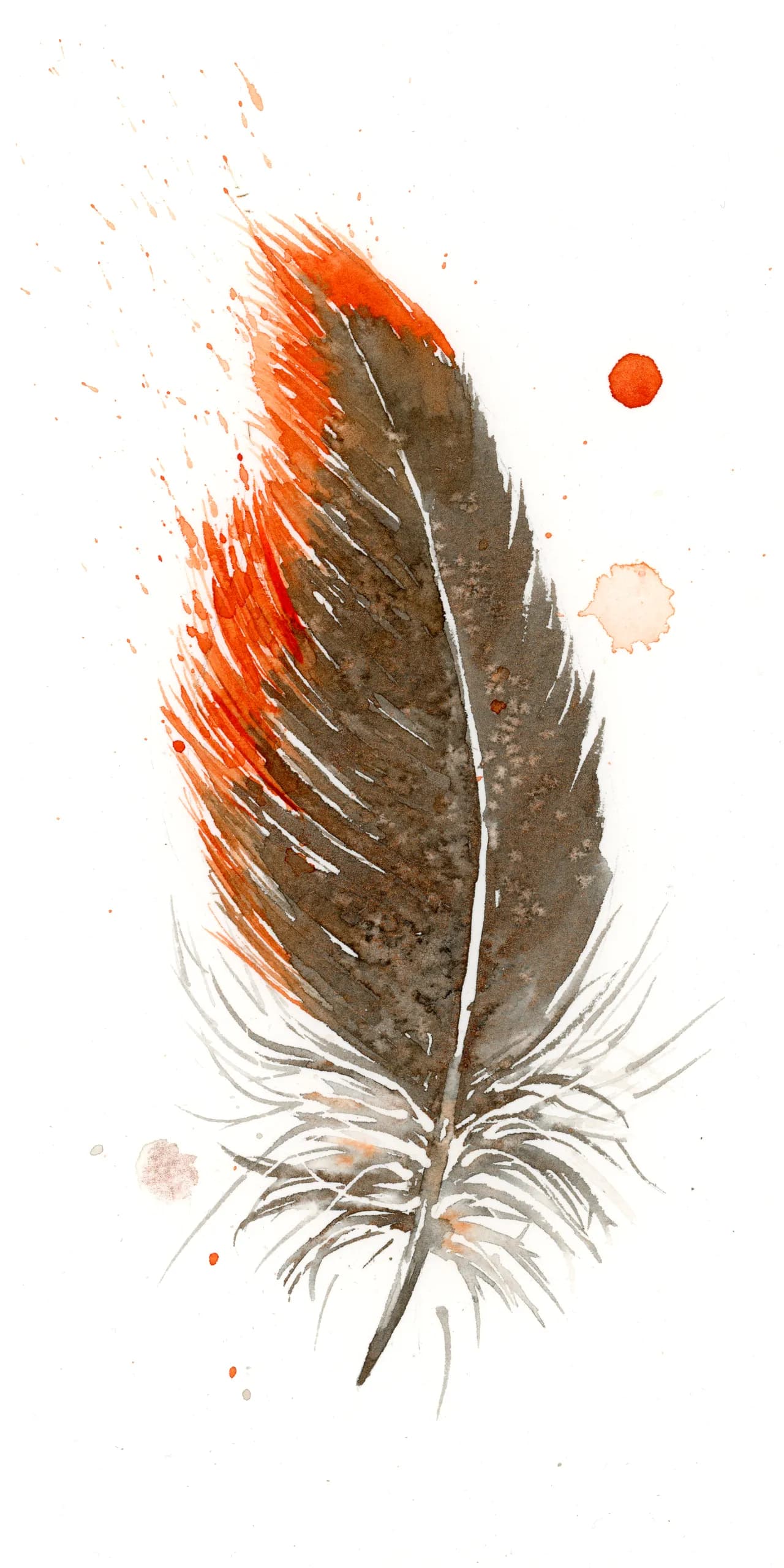 Red-shouldered Hawk — watercolor by Shayna Larsen