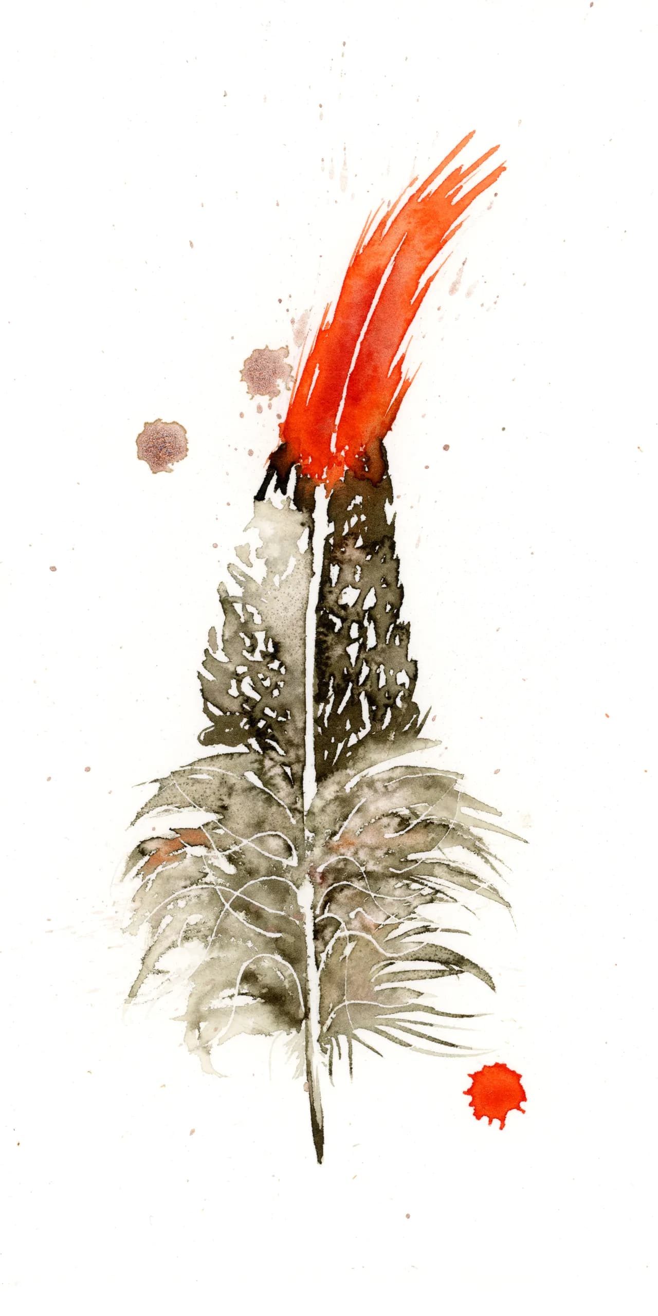 Northern Cardinal — watercolor by Shayna Larsen
