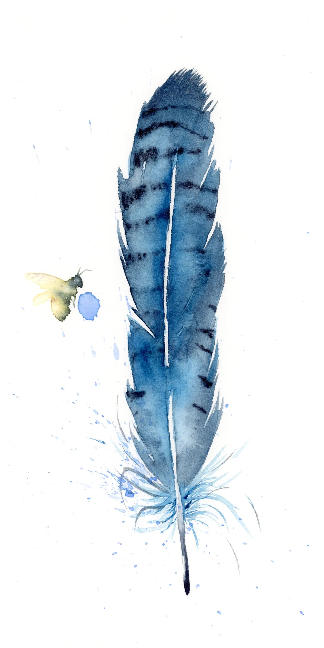 Blue Jay — watercolor by Shayna Larsen