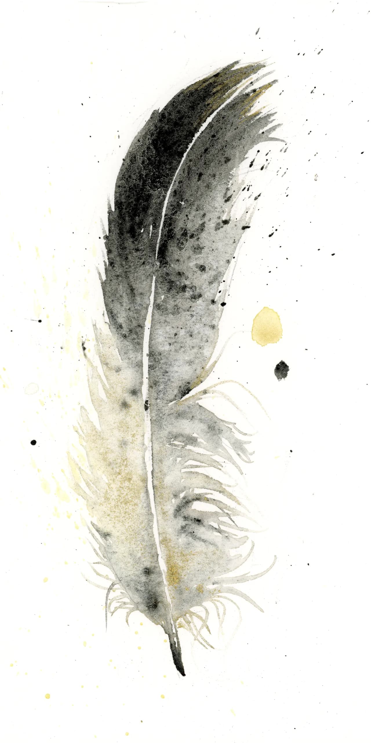 American Crow — watercolor by Shayna Larsen